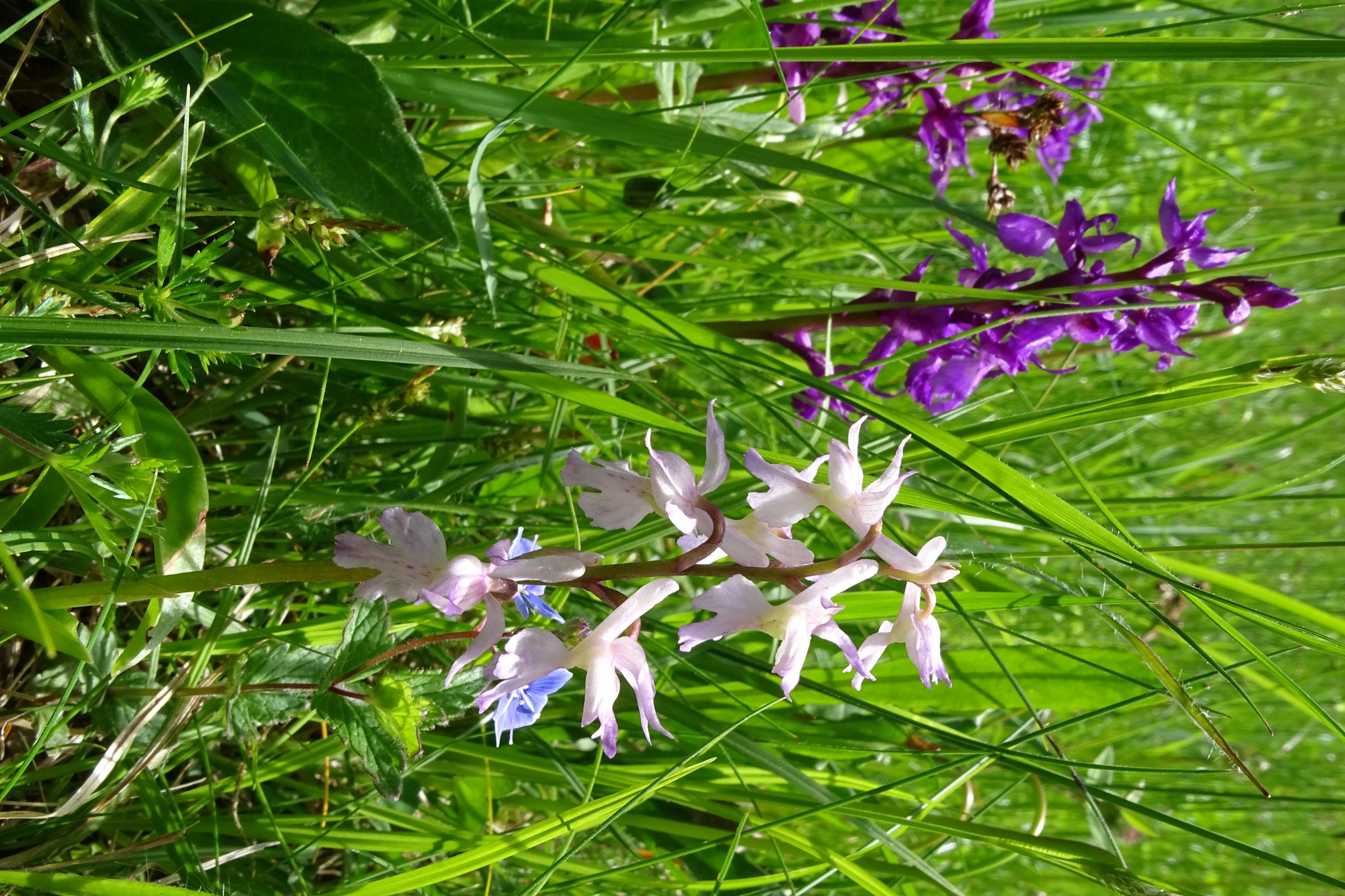 DSC08785 orchis mascula fo. -rosiflora-, piberschlag (N-mühlviertel), 2021-05-26.JPG