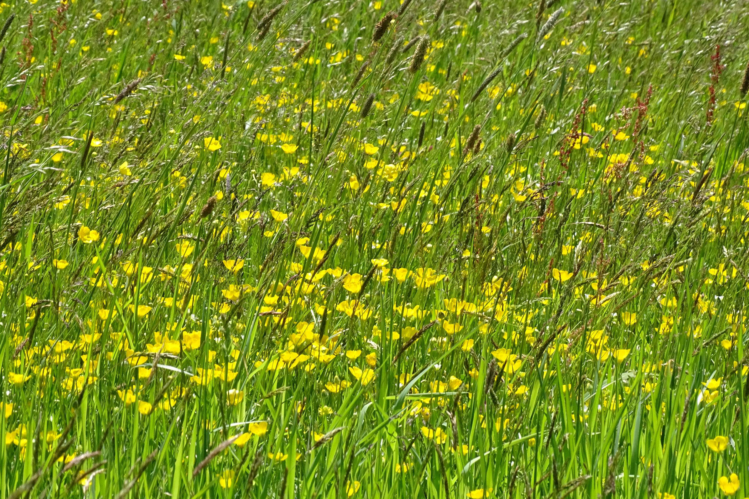 DSC08805 ranunculus bulbosus, piberstein (N-mühlviertel), 2021-05-26.JPG