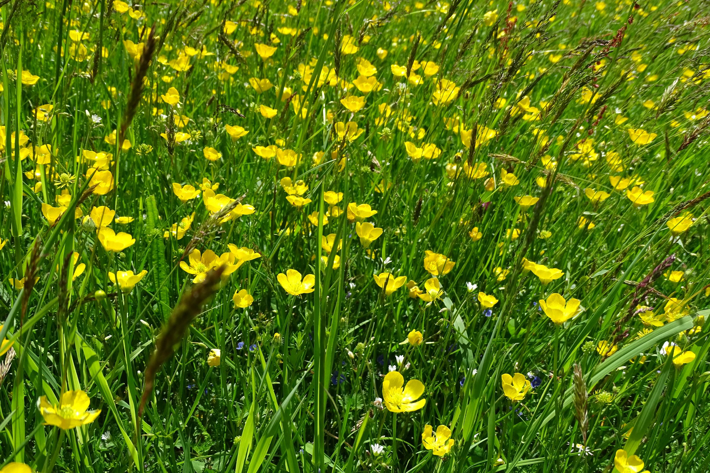 DSC08809 ranunculus bulbosus, piberstein (N-mühlviertel), 2021-05-26.JPG