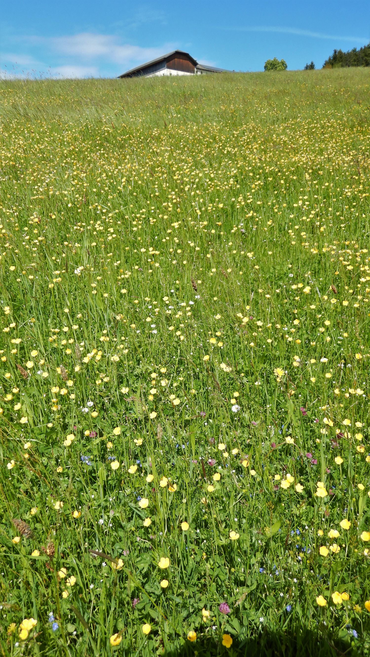 DSCN5856 ranunculus bulbosus, piberstein (N-mühlviertel), 2021-05-26.JPG