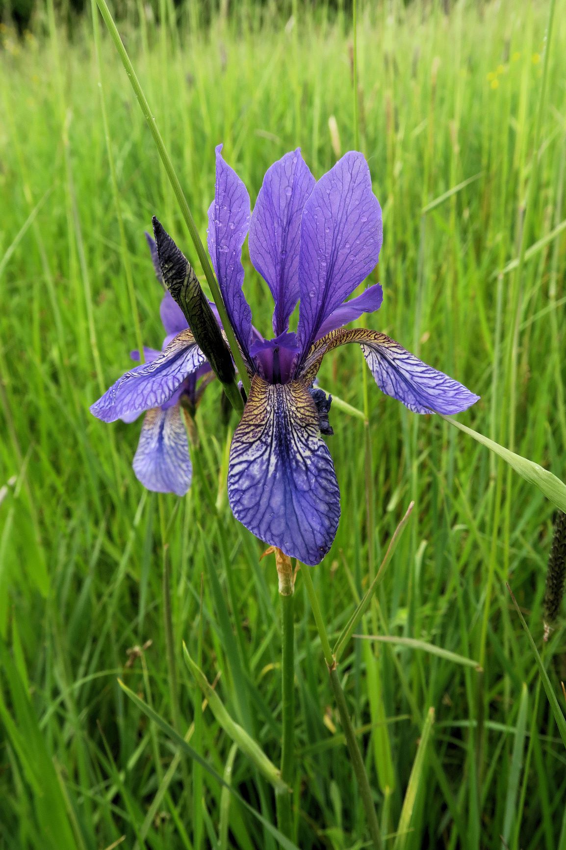 Iris sibirica Sibirische Schwertlilie, Eichwiese sog. Amphitheater Gütenbachtal 28.05.2021 C5X (2).JPG