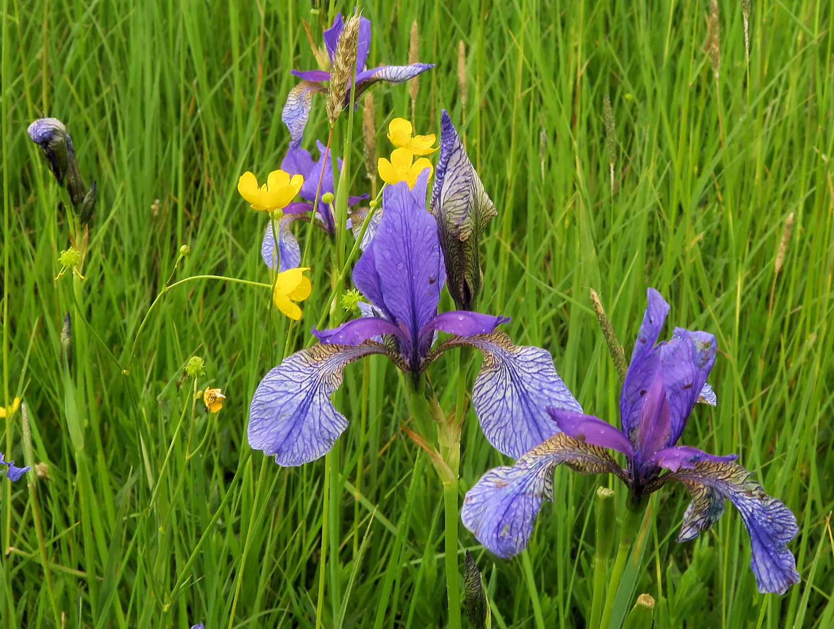 Iris sibirica Sibirische Schwertlilie, Eichwiese sog. Amphitheater Gütenbachtal 28.05.2021 C5X (6).JPG