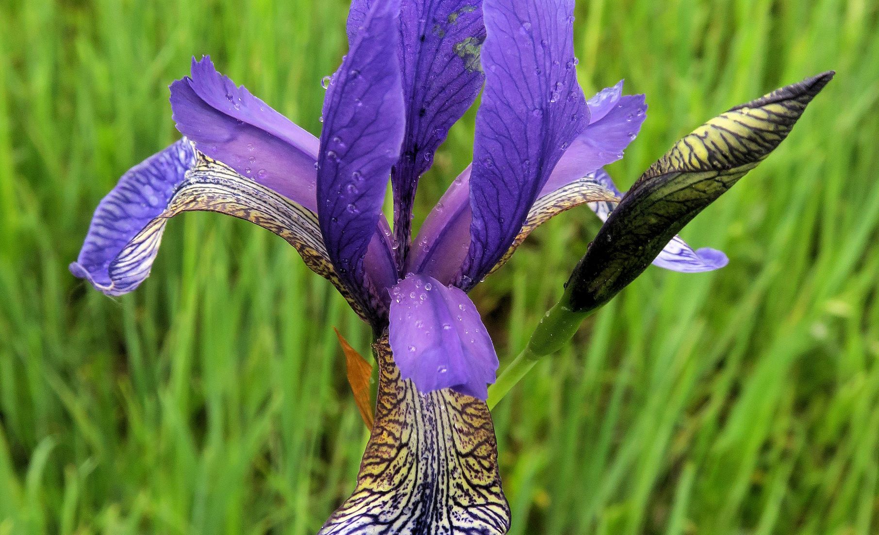 Iris sibirica Sibirische Schwertlilie, Eichwiese sog. Amphitheater Gütenbachtal 28.05.2021 C5X (5).JPG