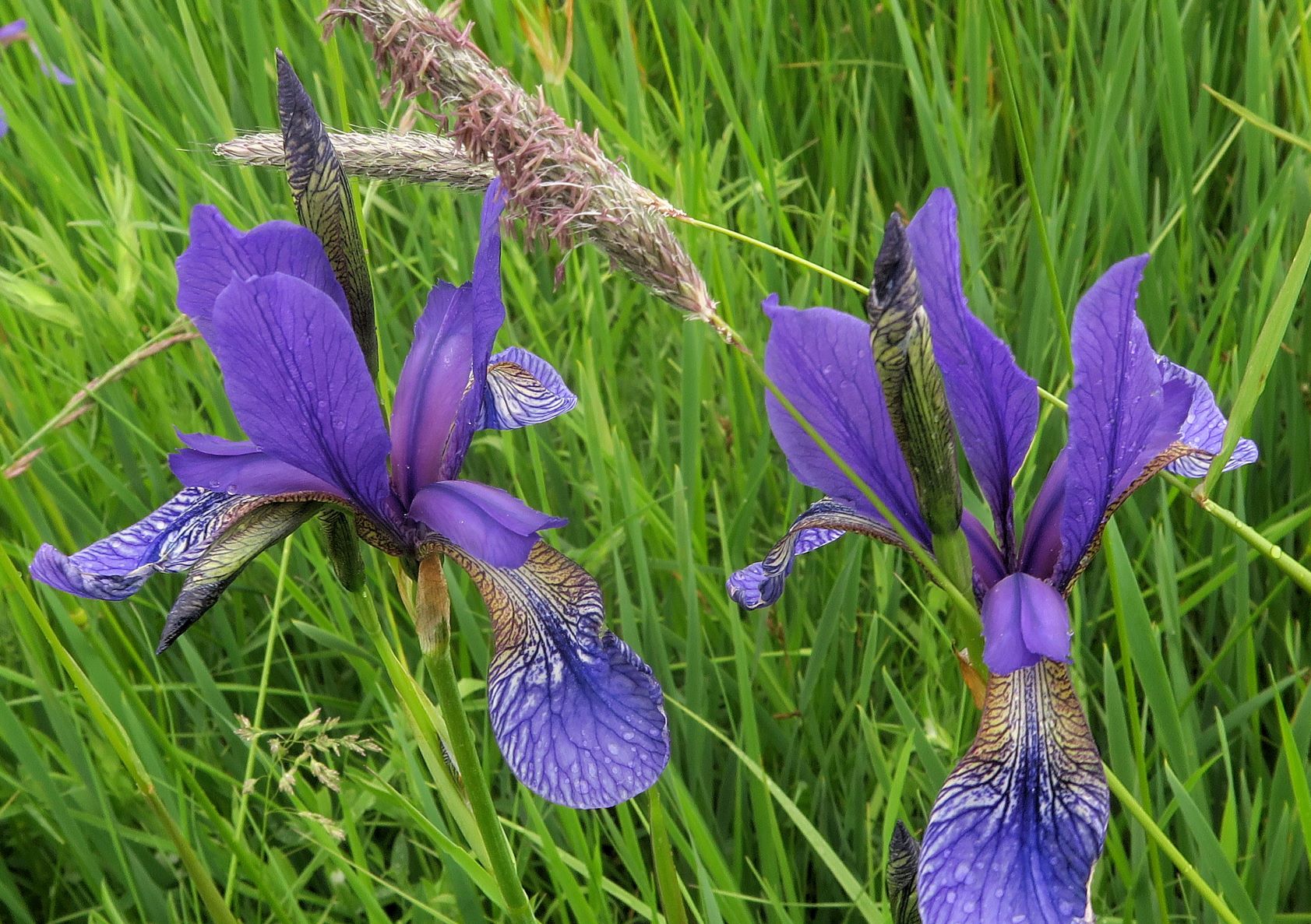 Iris sibirica Sibirische Schwertlilie, Eichwiese sog. Amphitheater Gütenbachtal 28.05.2021 C5X (4).JPG