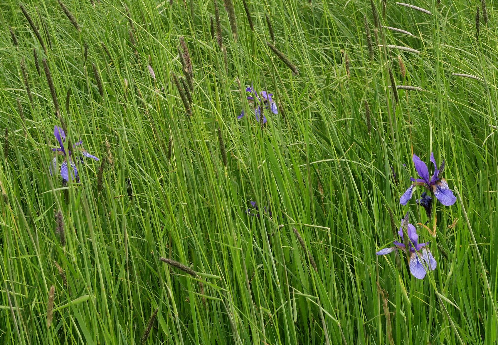 Iris sibirica Sibirische Schwertlilie, Eichwiese sog. Amphitheater Gütenbachtal 28.05.2021 C5X (3).JPG