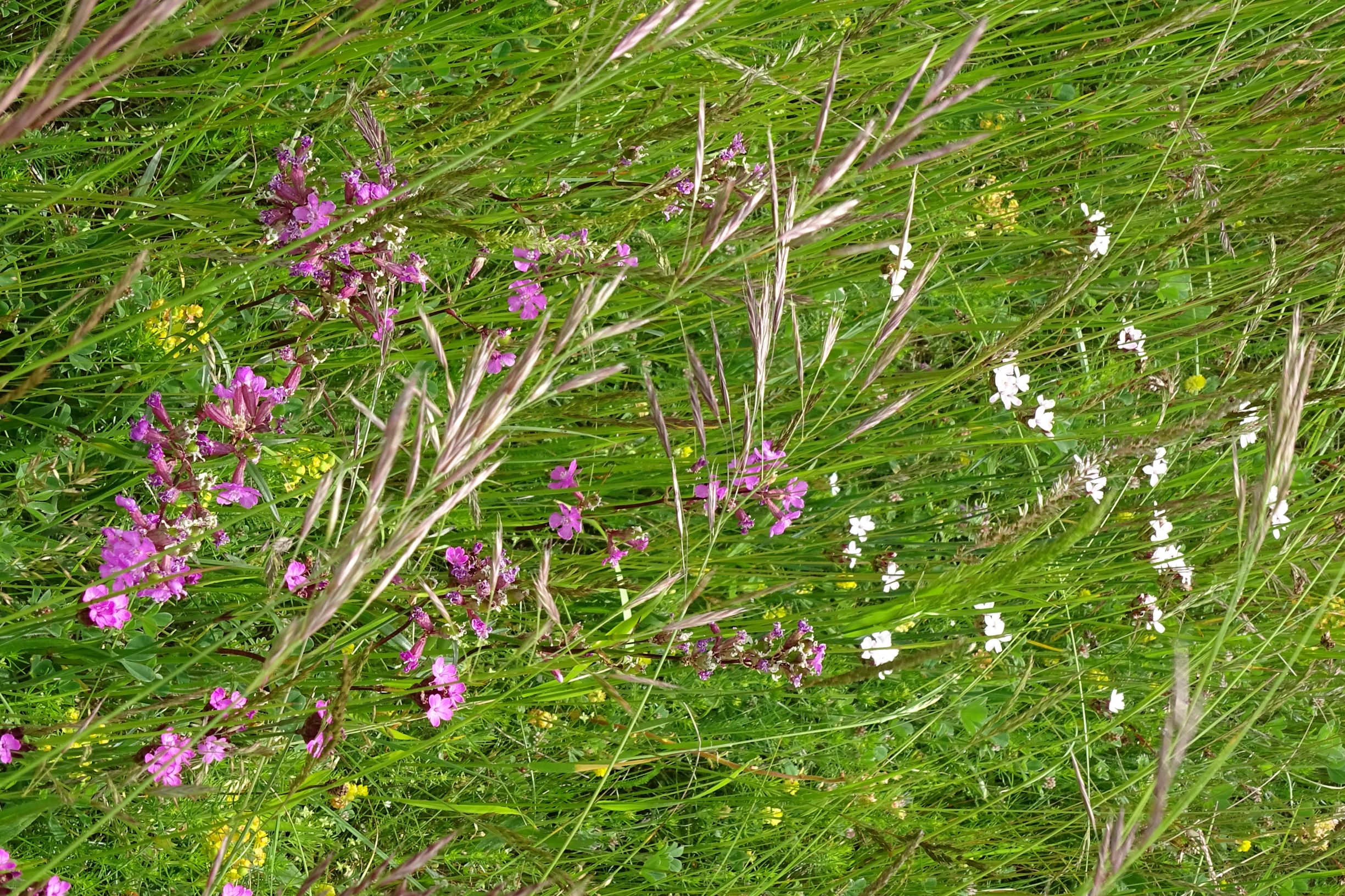 DSC09104 leithagebirge breitenbrunn, 2021-05-29, dianthus pontederae weiß und rosa, viscaria vulgaris etc.JPG