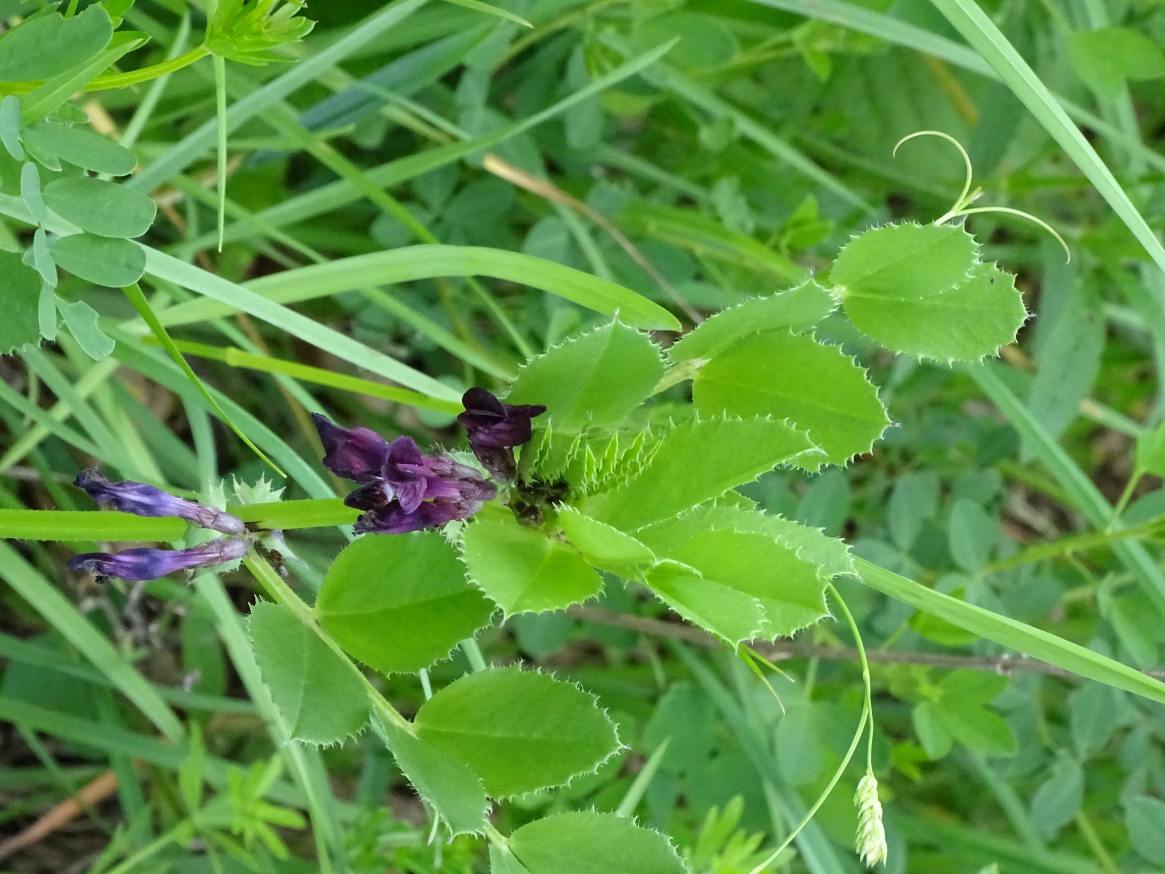 DSC08936 leithagebirge breitenbrunn, 2021-05-29, vicia serratifolia.JPG