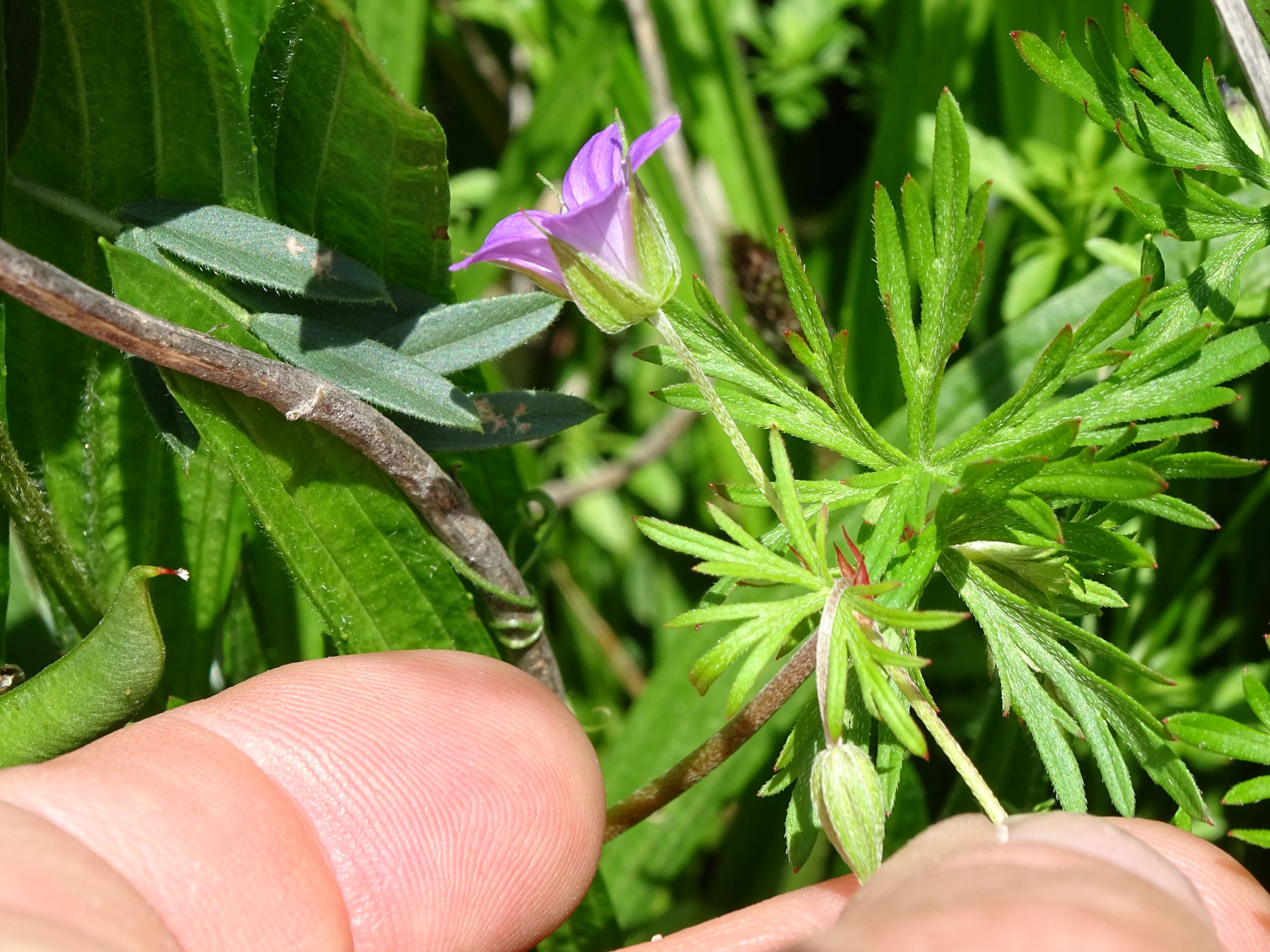 DSC08967 leithagebirge breitenbrunn, 2021-05-29, geranium columbinum.JPG