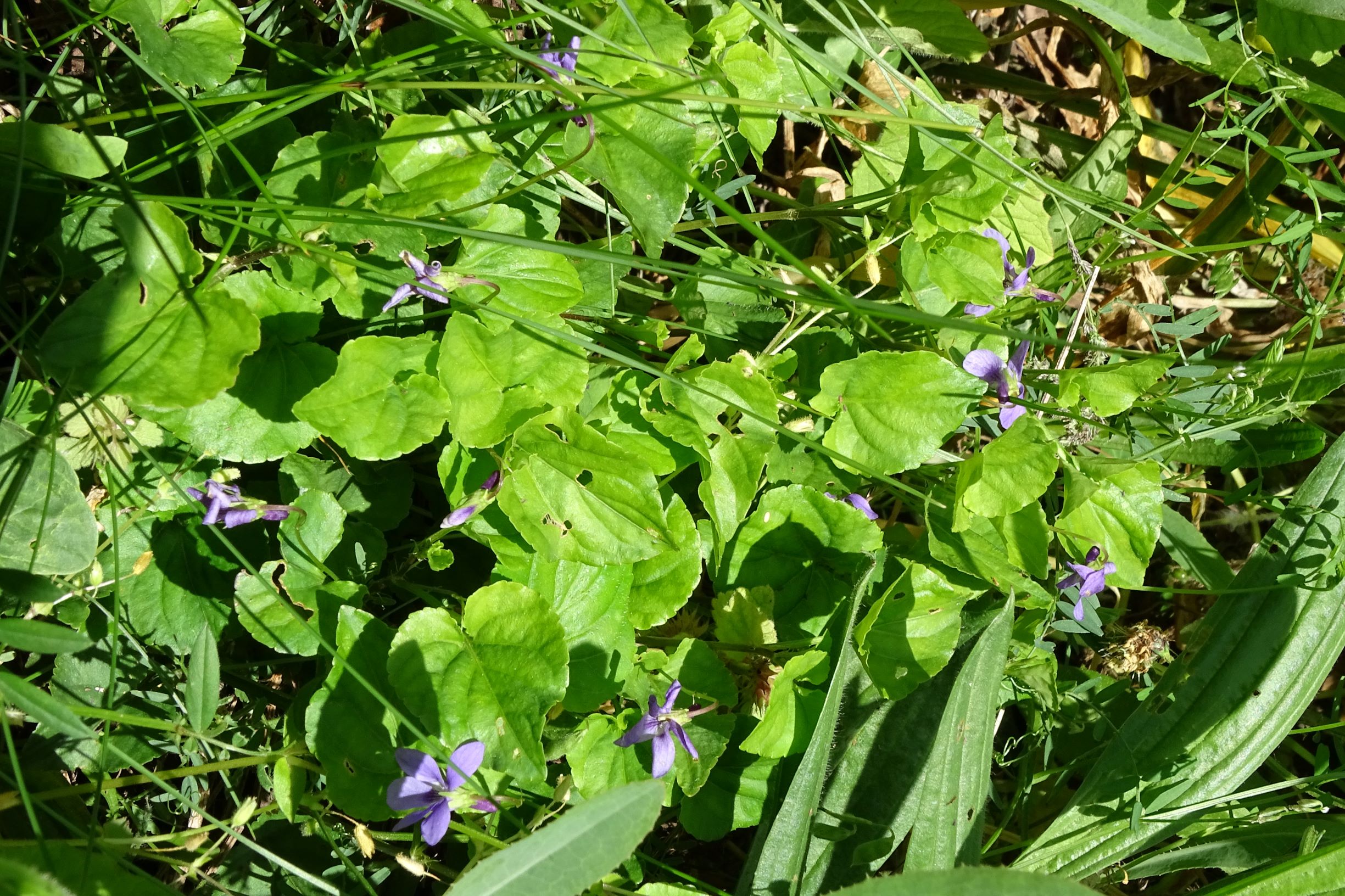 DSC09017 leithagebirge breitenbrunn, 2021-05-29, viola reichenbachiana.JPG
