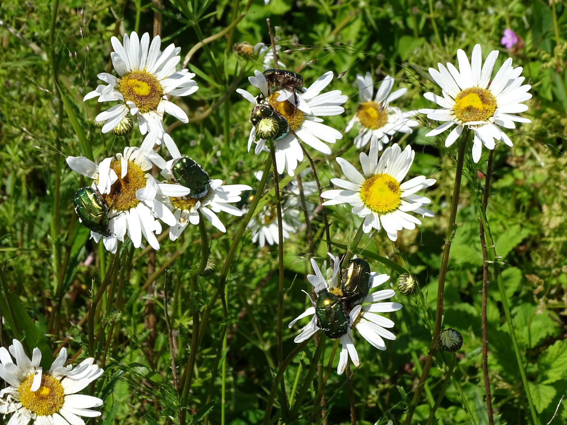 DSC09029 leithagebirge breitenbrunn, 2021-05-29, leucanthemum vulgare agg..JPG