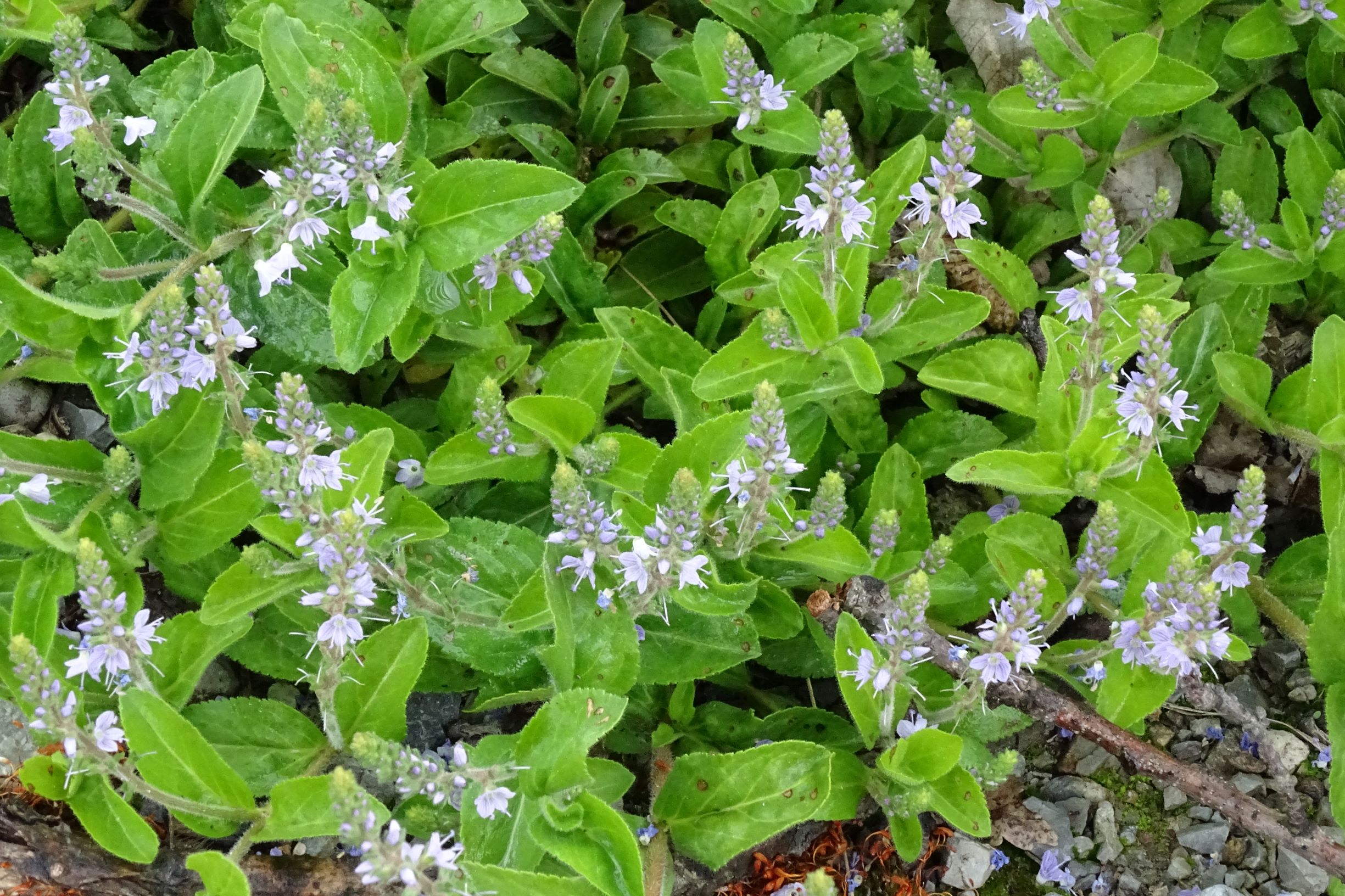 DSC09275 leithagebirge breitenbrunn, 2021-05-29, veronica officinalis.JPG