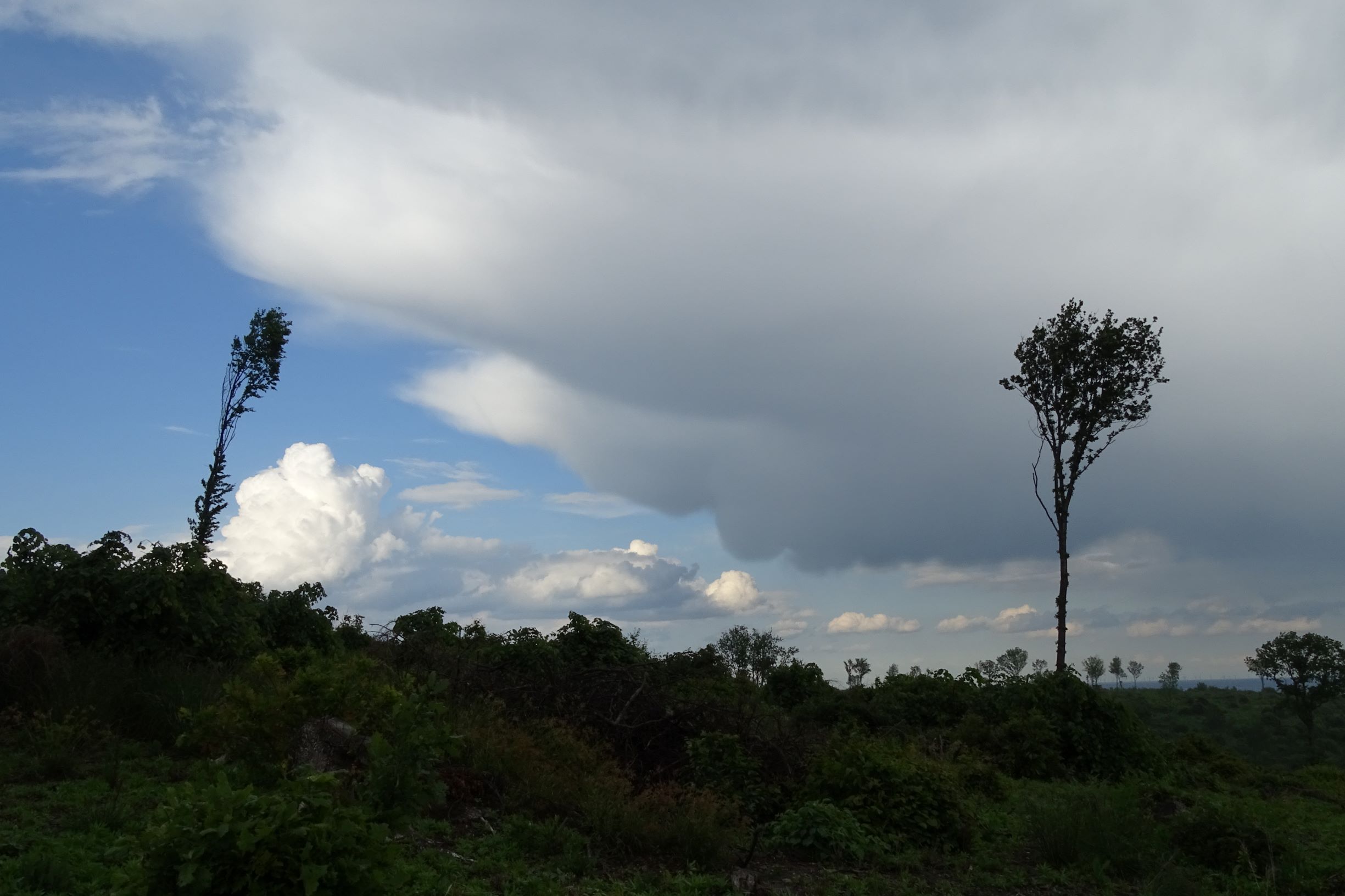 DSC09278 leithagebirge breitenbrunn, 2021-05-29, nach gewitter.JPG