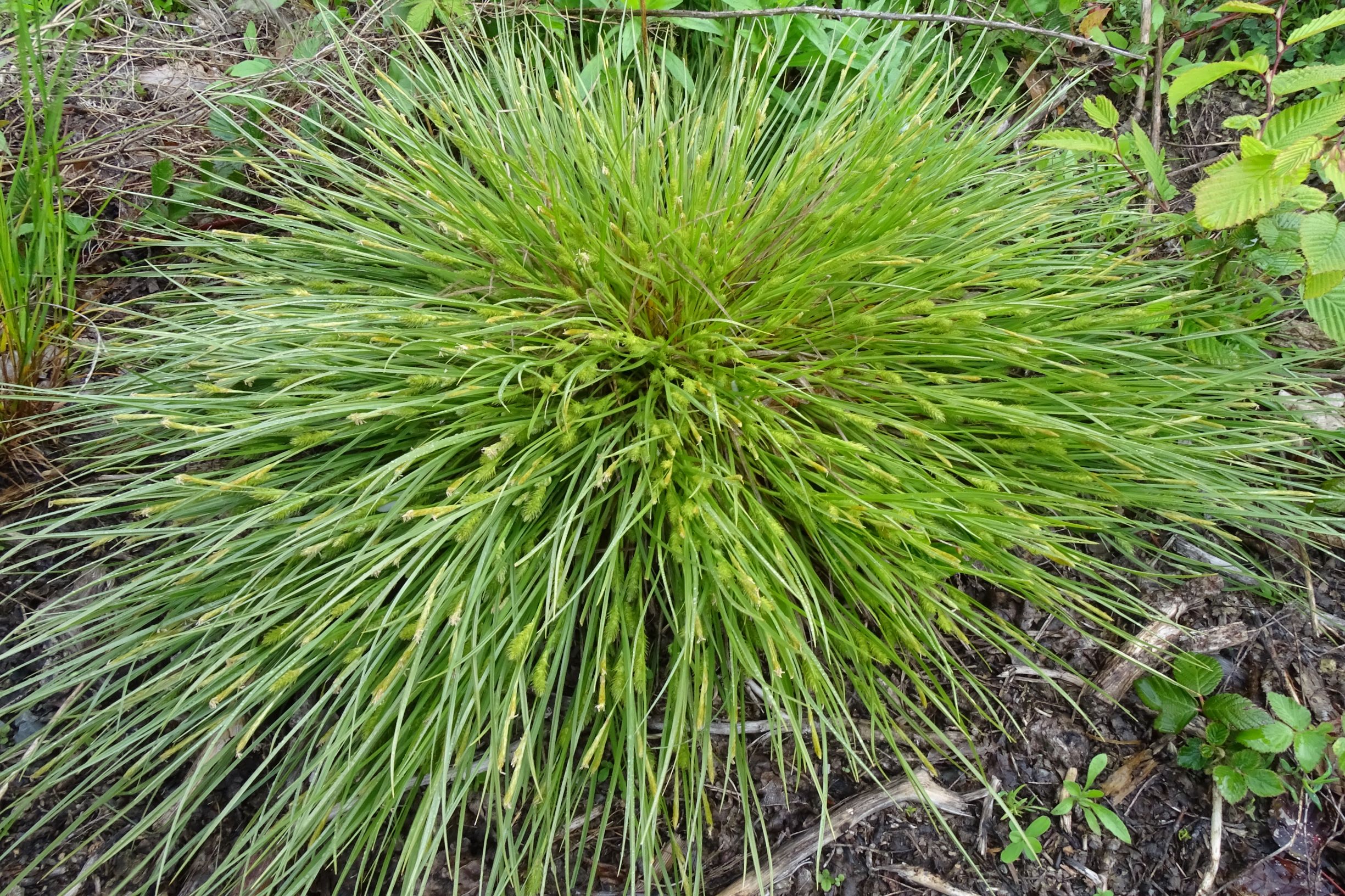 DSC09283 leithagebirge breitenbrunn, 2021-05-29, carex sp..JPG