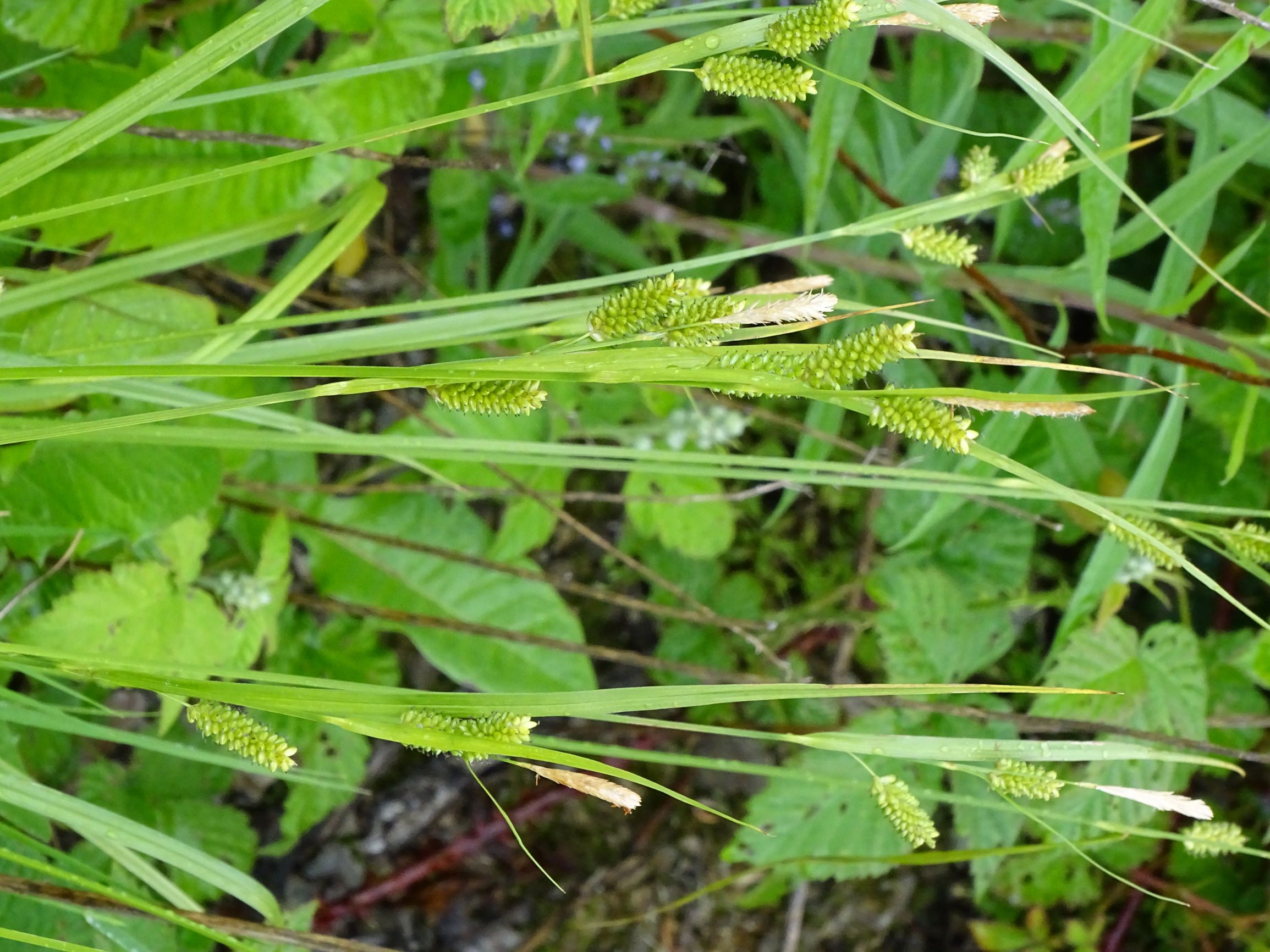 DSC09271 leithagebirge breitenbrunn, 2021-05-29, seltsame carex pallescens.JPG