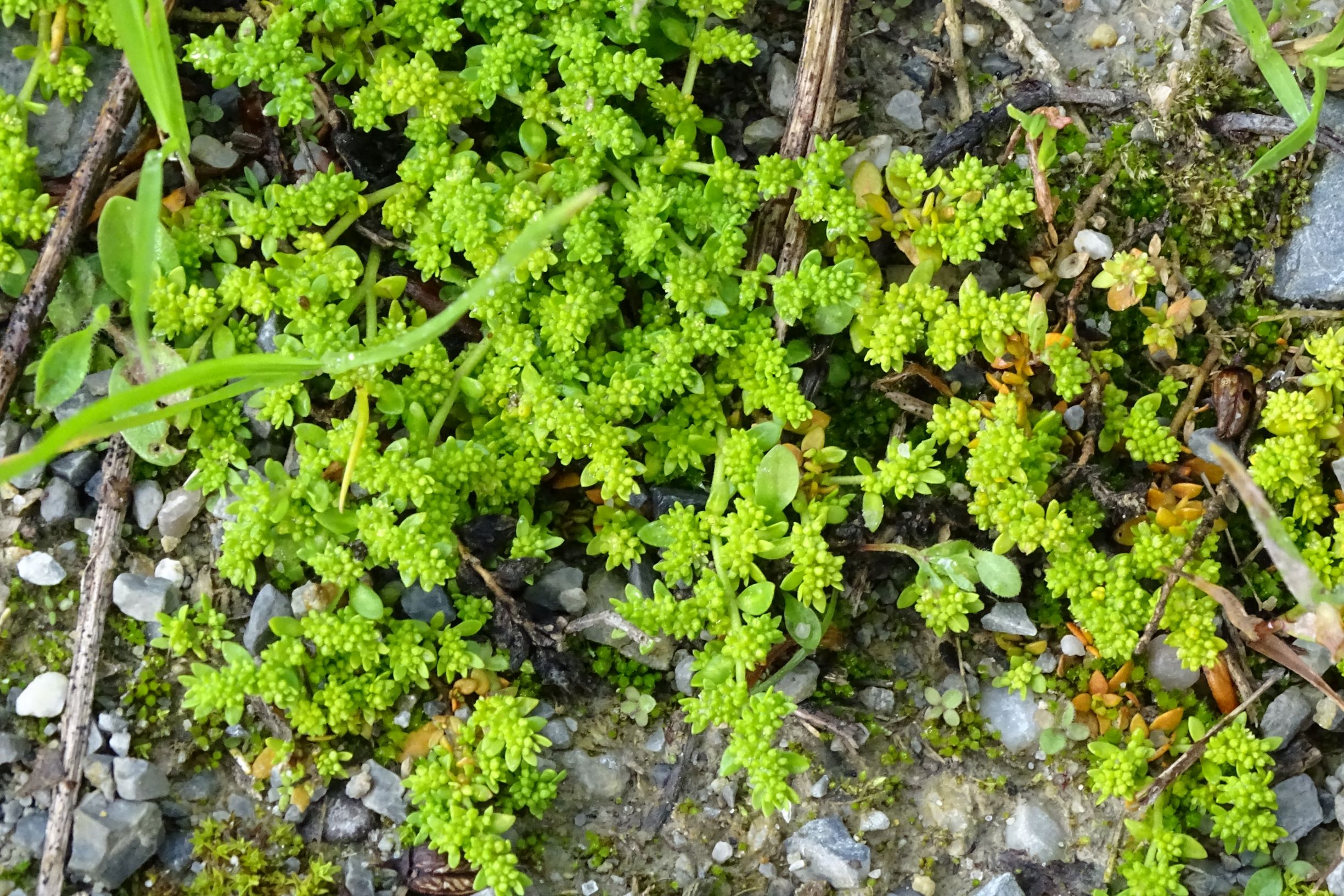 DSC09292 leithagebirge breitenbrunn, 2021-05-29, herniaria glabra.JPG