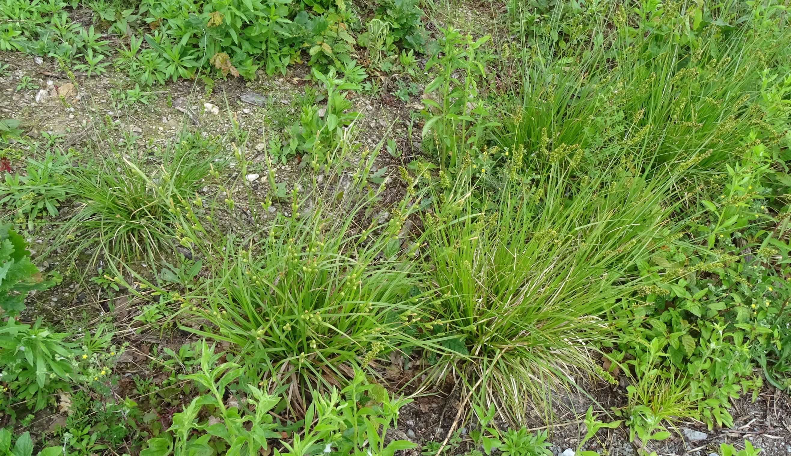 DSC09273 (2) leithagebirge breitenbrunn, 2021-05-29, seltsame carex pallescens, carex muricata agg..JPG