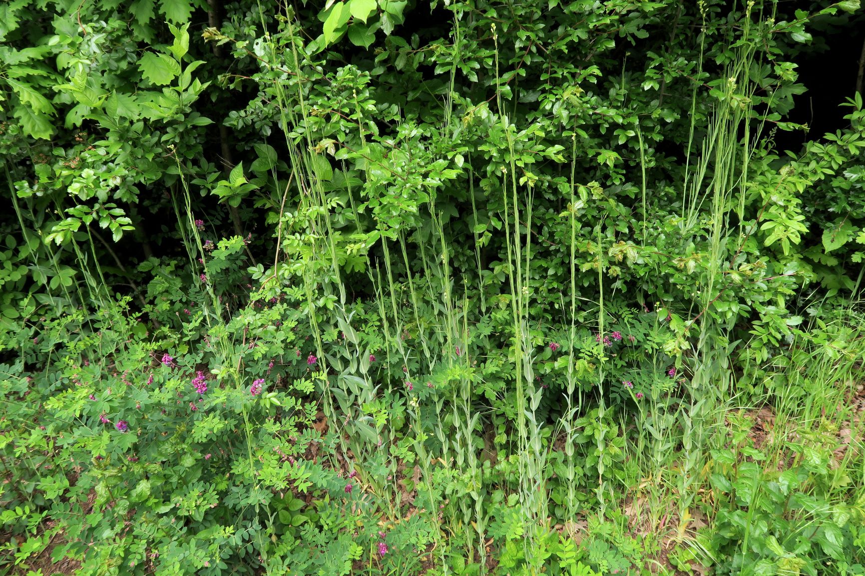 Turritis glabra Gewöhnlich-Turmkresse, Wiesenstreifen am Begleitweg zur Gütenbachstraße 28.05.2021 C5X.JPG