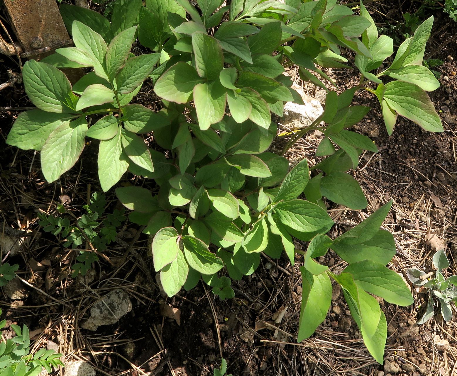 Paeonia officinalis ssp.officinalis Echt-Pfingstrose vegetativ, Perchtoldsdrfr Kleine Heide Talschluss 23.04.2021 C5X (2).JPG