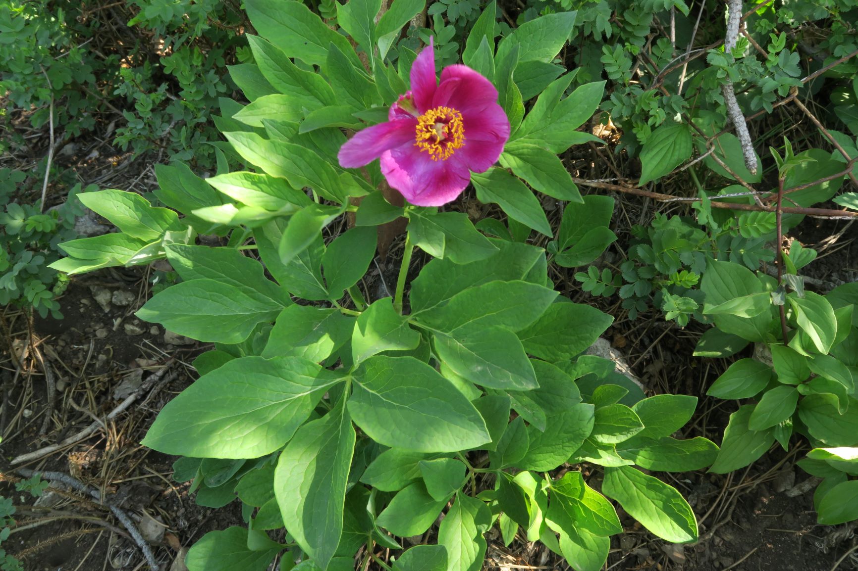 Paeonia officinalis ssp. officinalis Echte Pfingstrose, Perchtoldsdorfer Kleine Heide (Weg oben im Talschluss) 23.04.2020 C5X (3).JPG