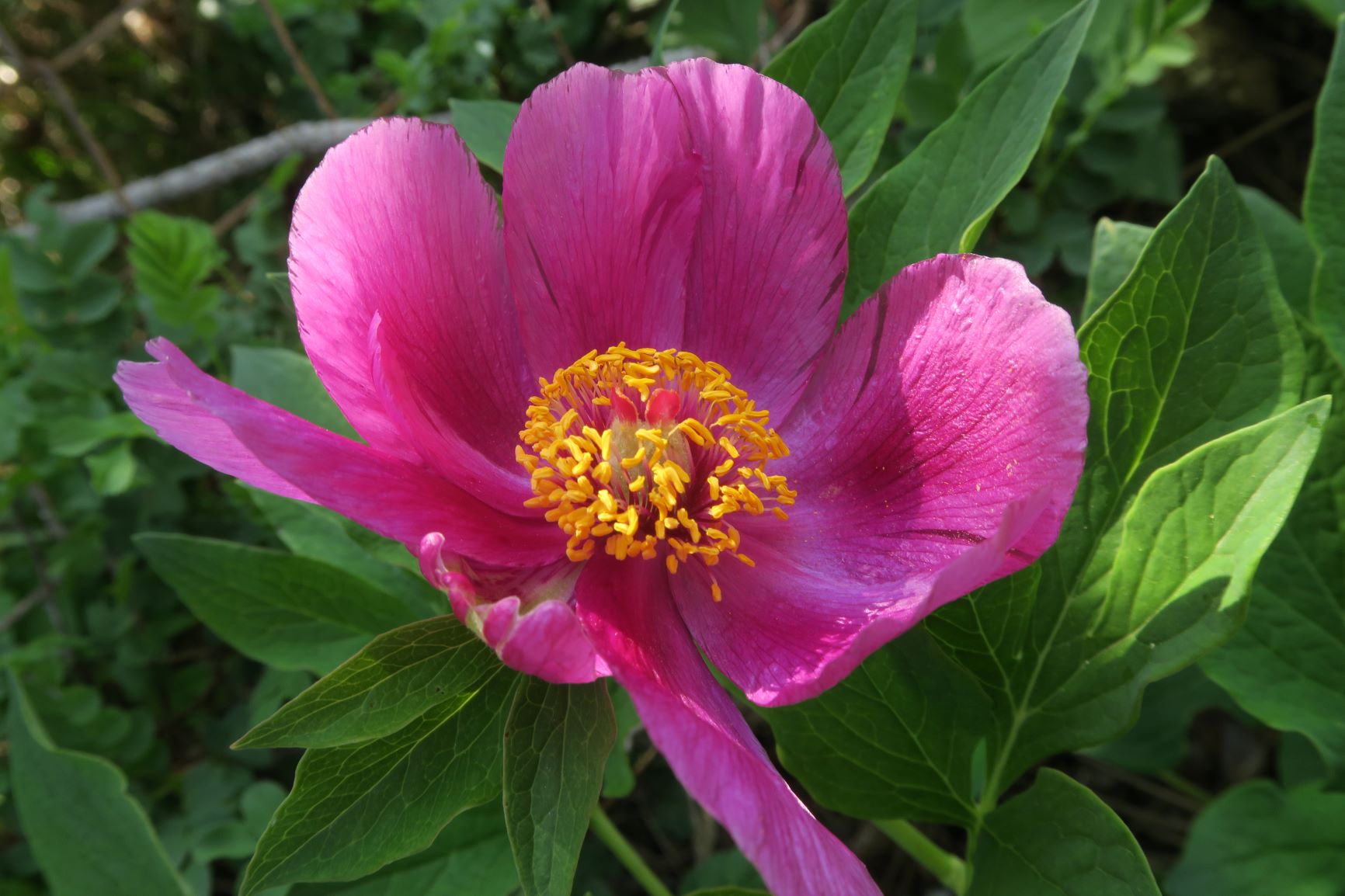 Paeonia officinalis ssp. officinalis Echte Pfingstrose, Perchtoldsdorfer Kleine Heide (Weg oben im Talschluss) 23.04.2020 C5X (10).JPG