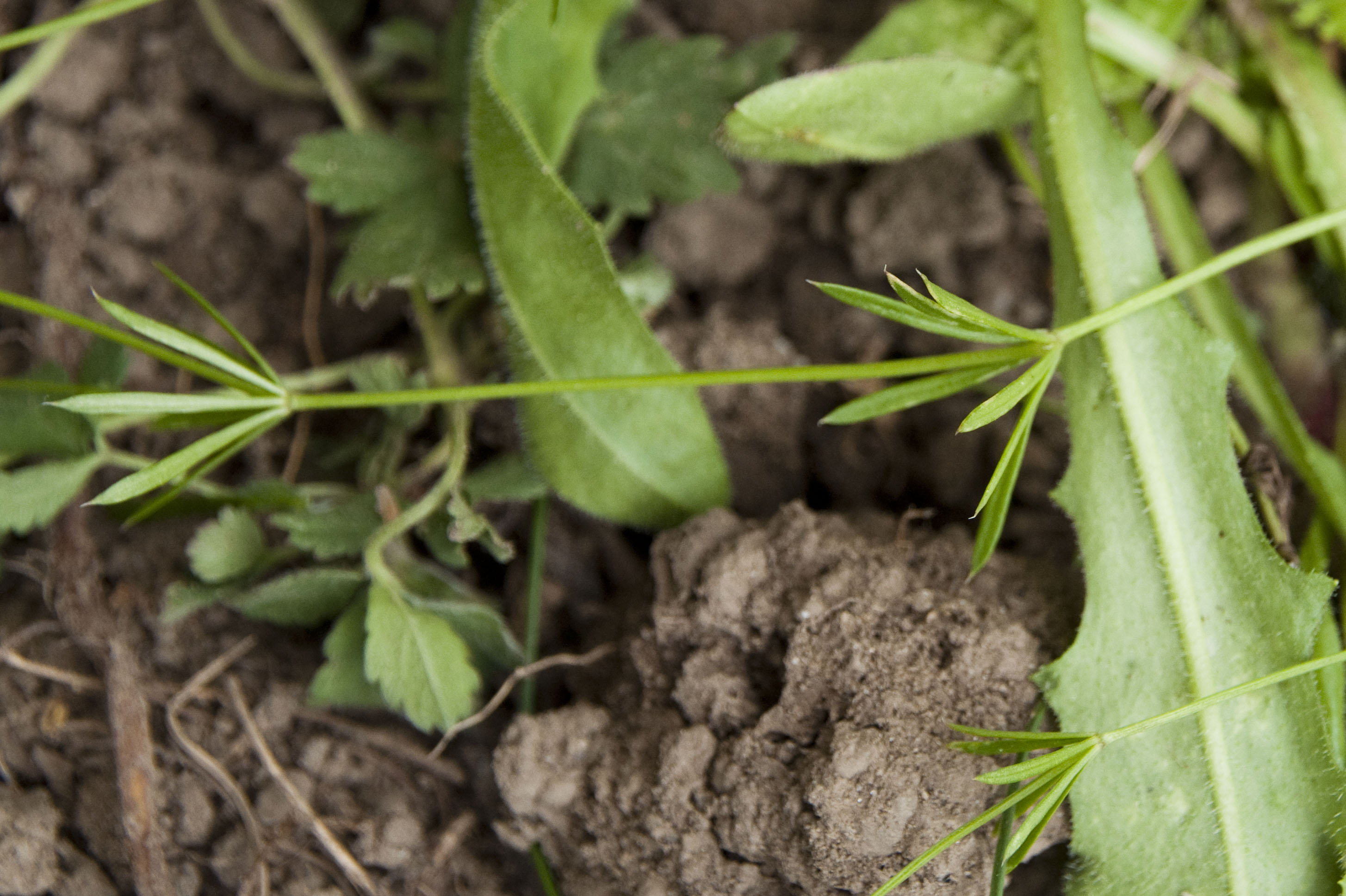 _DSC9274_bearbeitet Galium_1.jpg