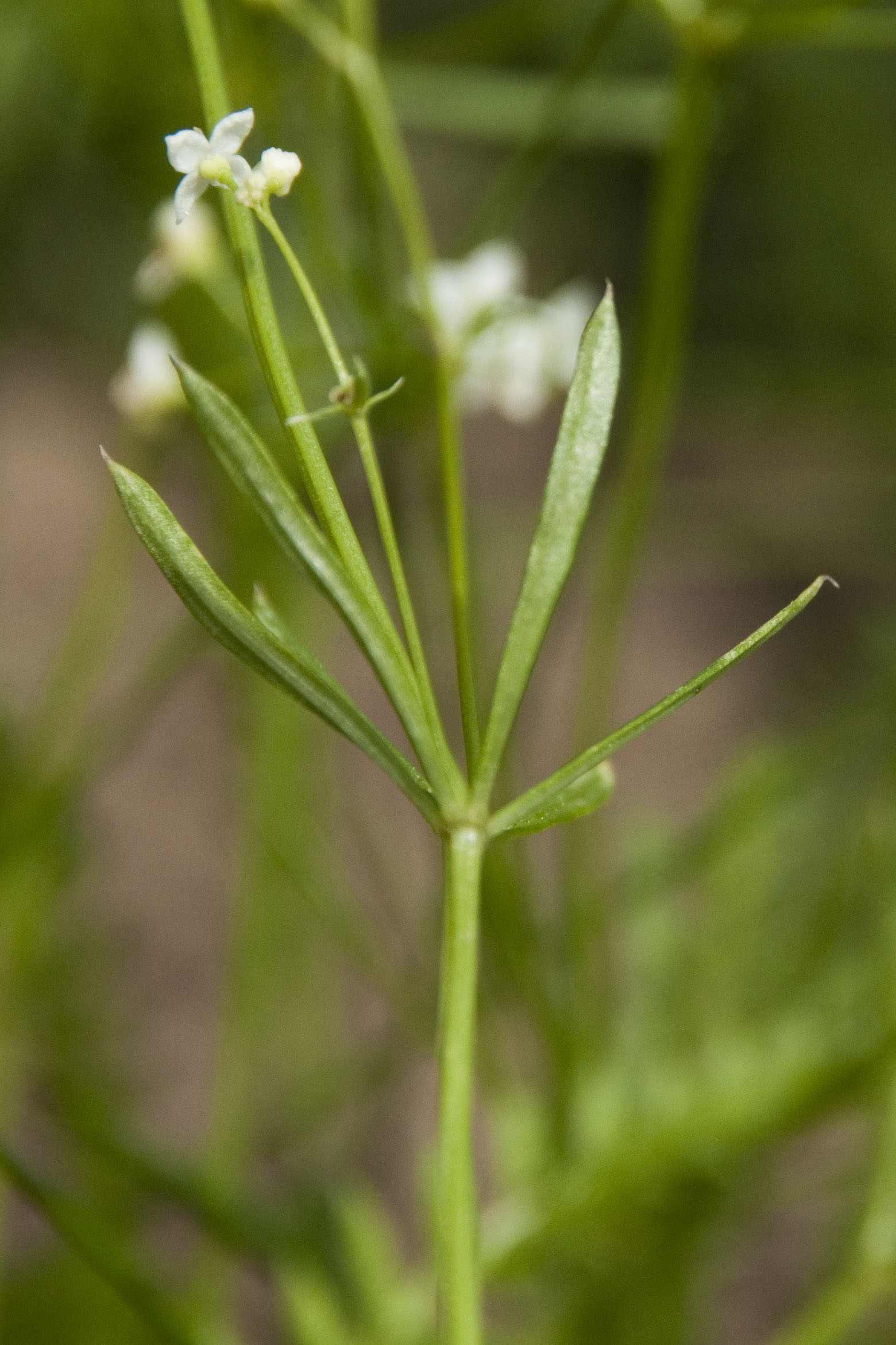 _DSC9263_bearbeitet Galium.jpg