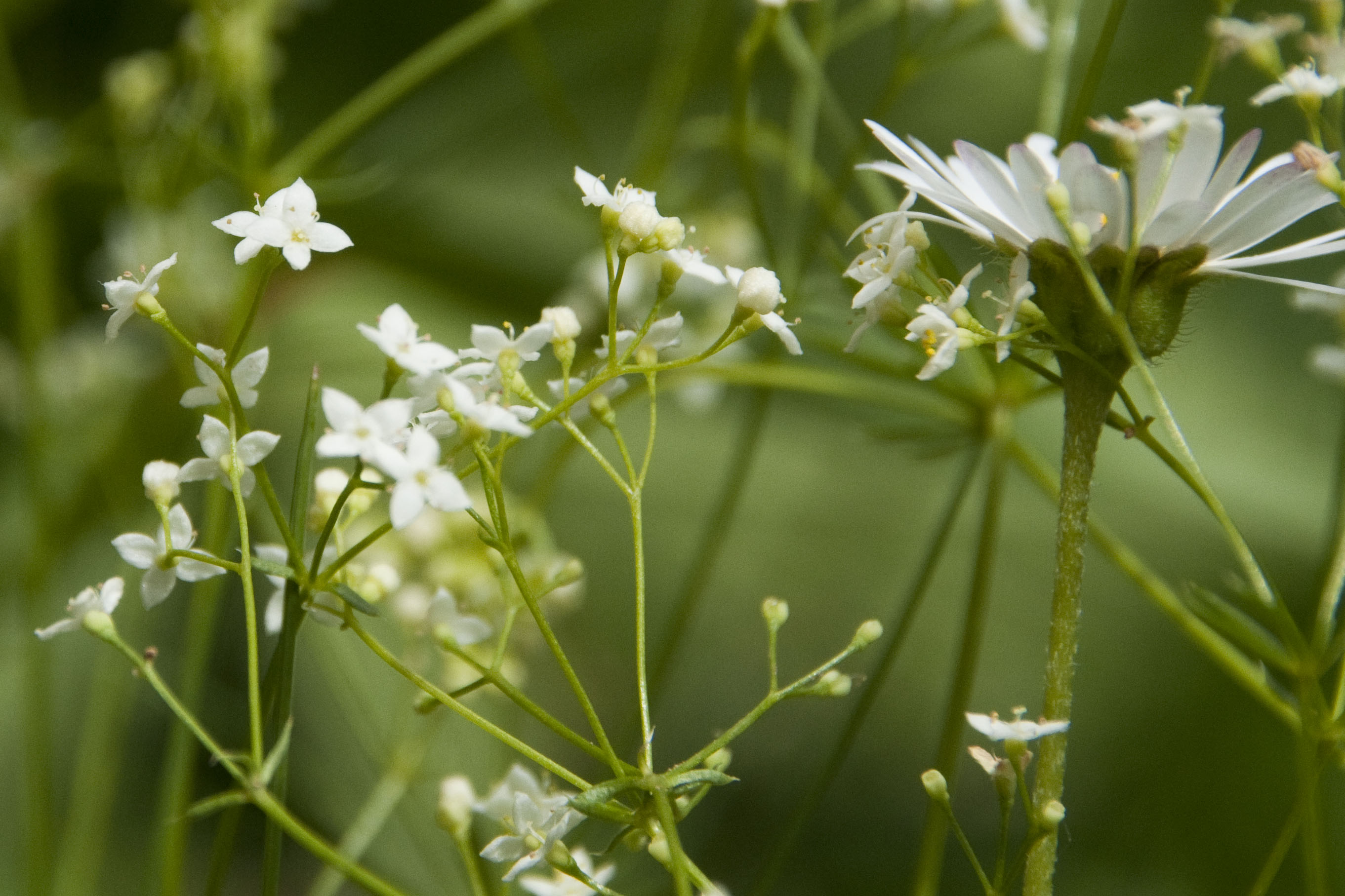 _DSC9264_bearbeitet Galium.jpg