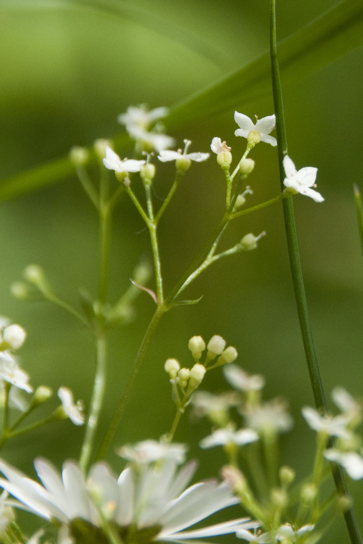 _DSC9265_bearbeitet Galium.jpg