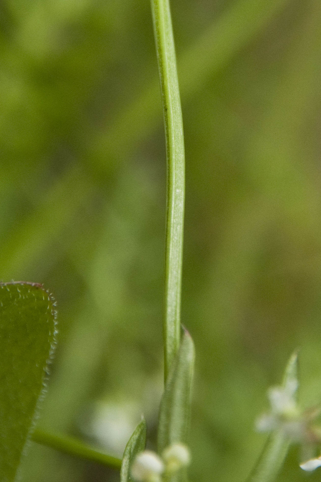 _DSC9267_bearbeitet Galium.jpg