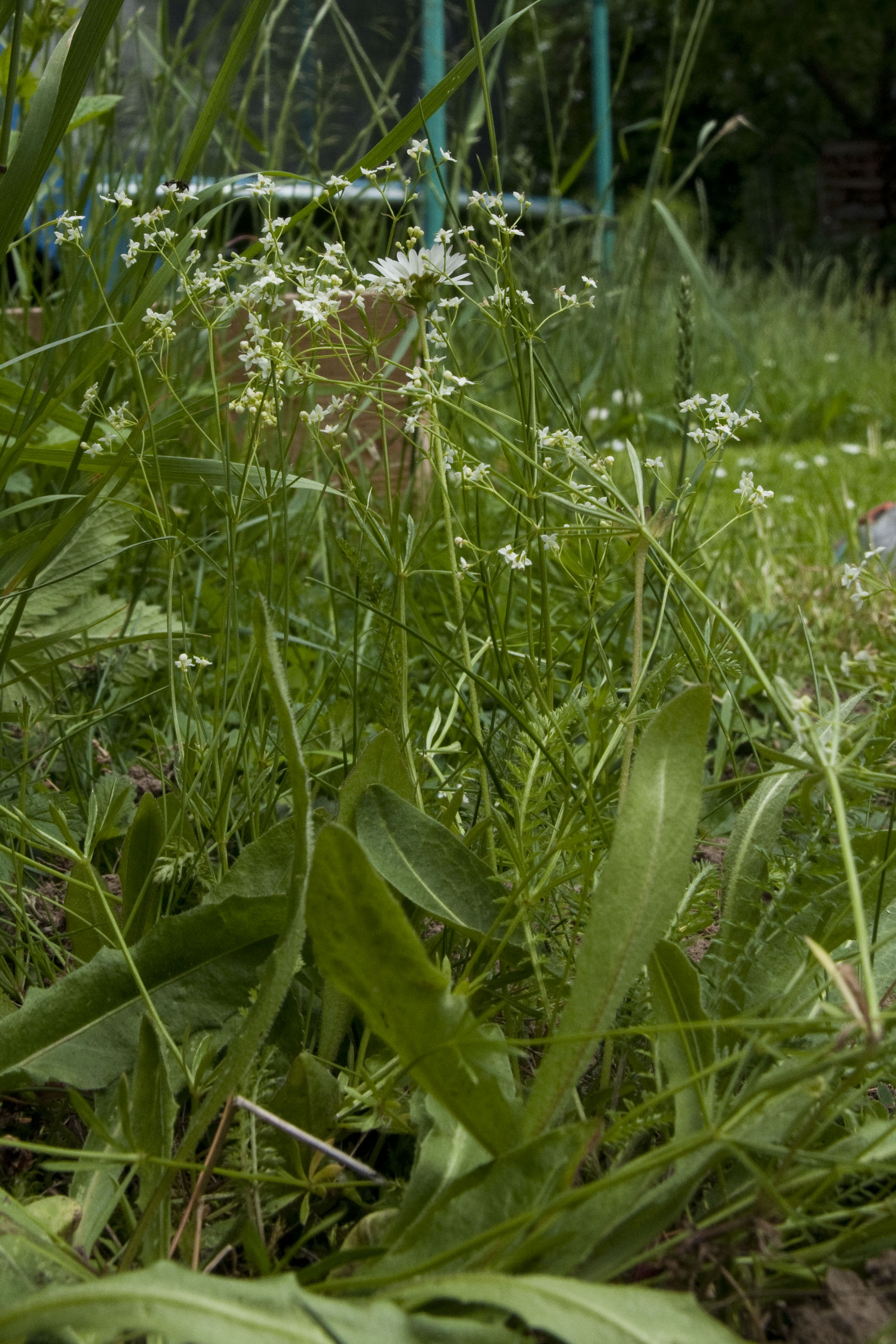 _DSC9269_bearbeitet Galium.jpg