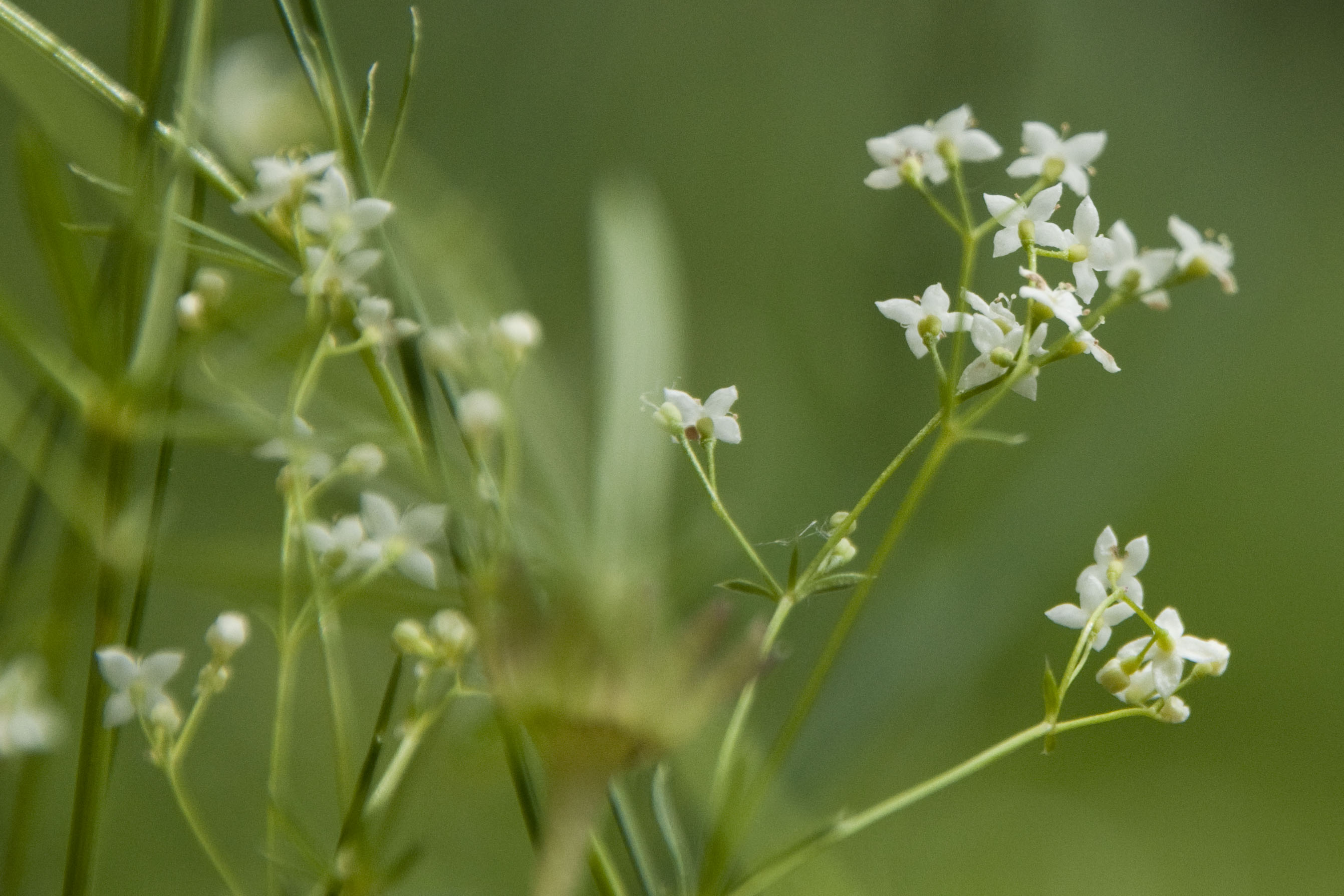 _DSC9271_bearbeitet Galium.jpg