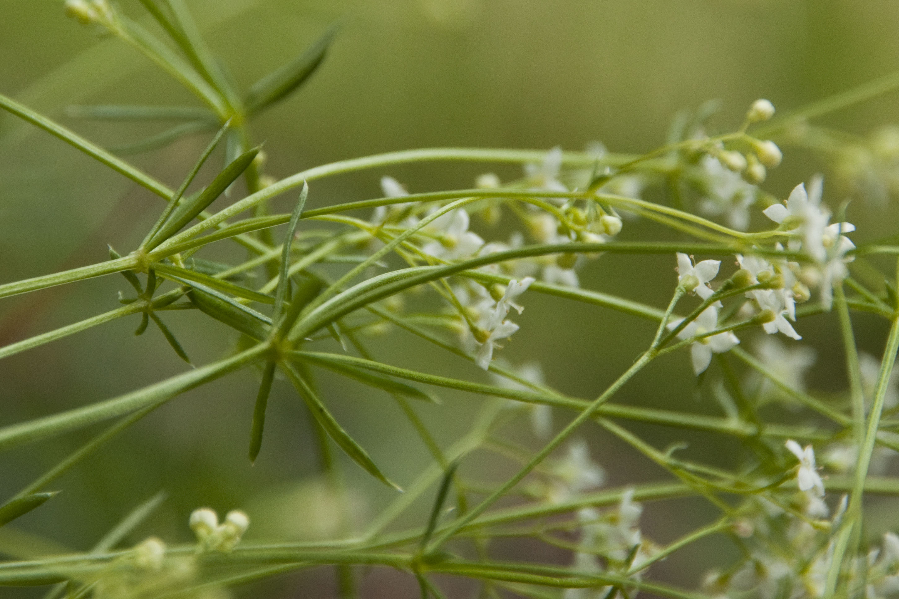 _DSC9272_bearbeitet Galium_1.jpg