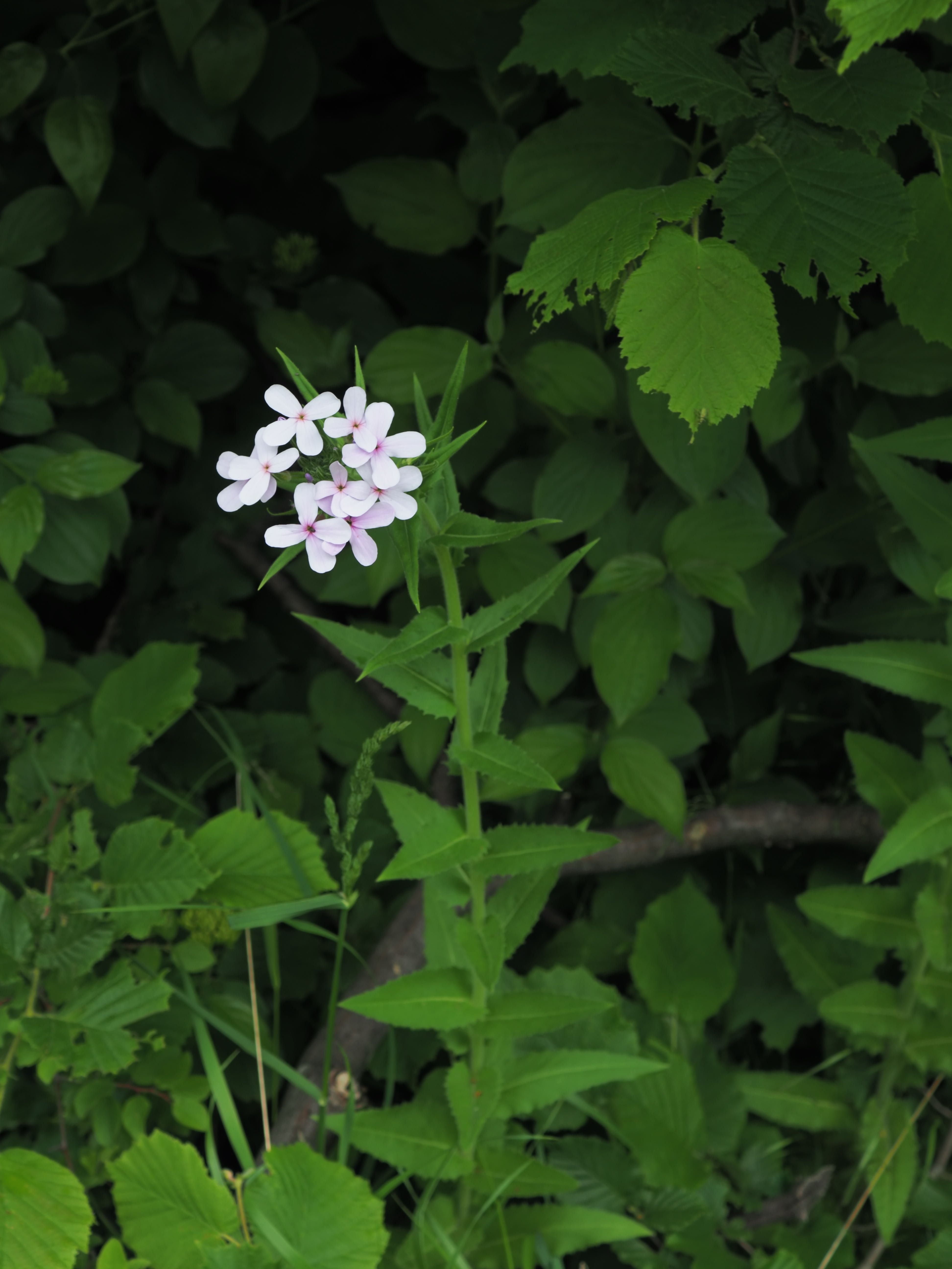 cf Hesperis sylvestris.jpg