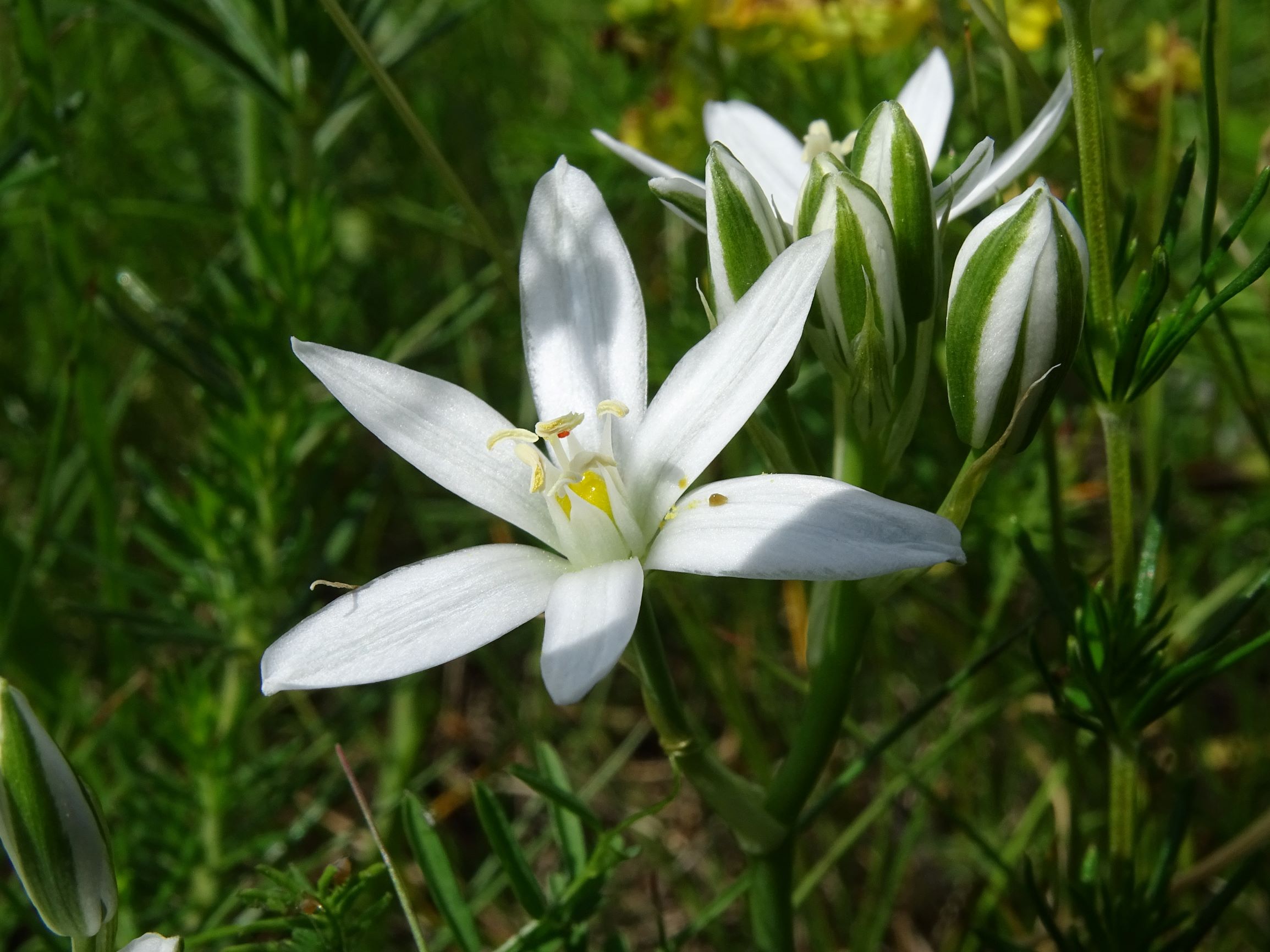 DSC09055 leithagebirge breitenbrunn, hoadl, 2021-05-29, ornithogalum pannonicum.JPG