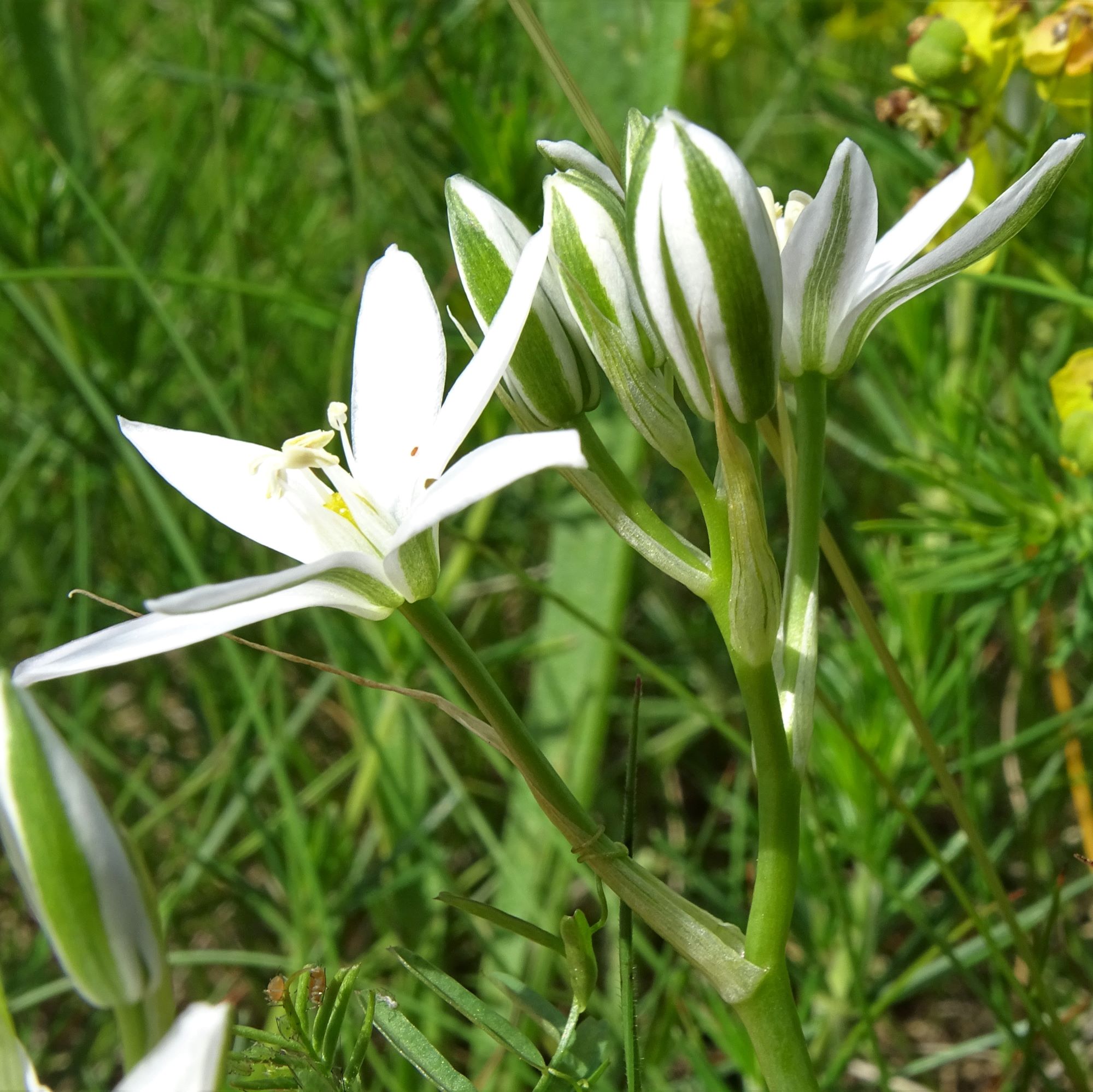 DSC09056 (2) leithagebirge breitenbrunn, hoadl, 2021-05-29, ornithogalum pannonicum.JPG