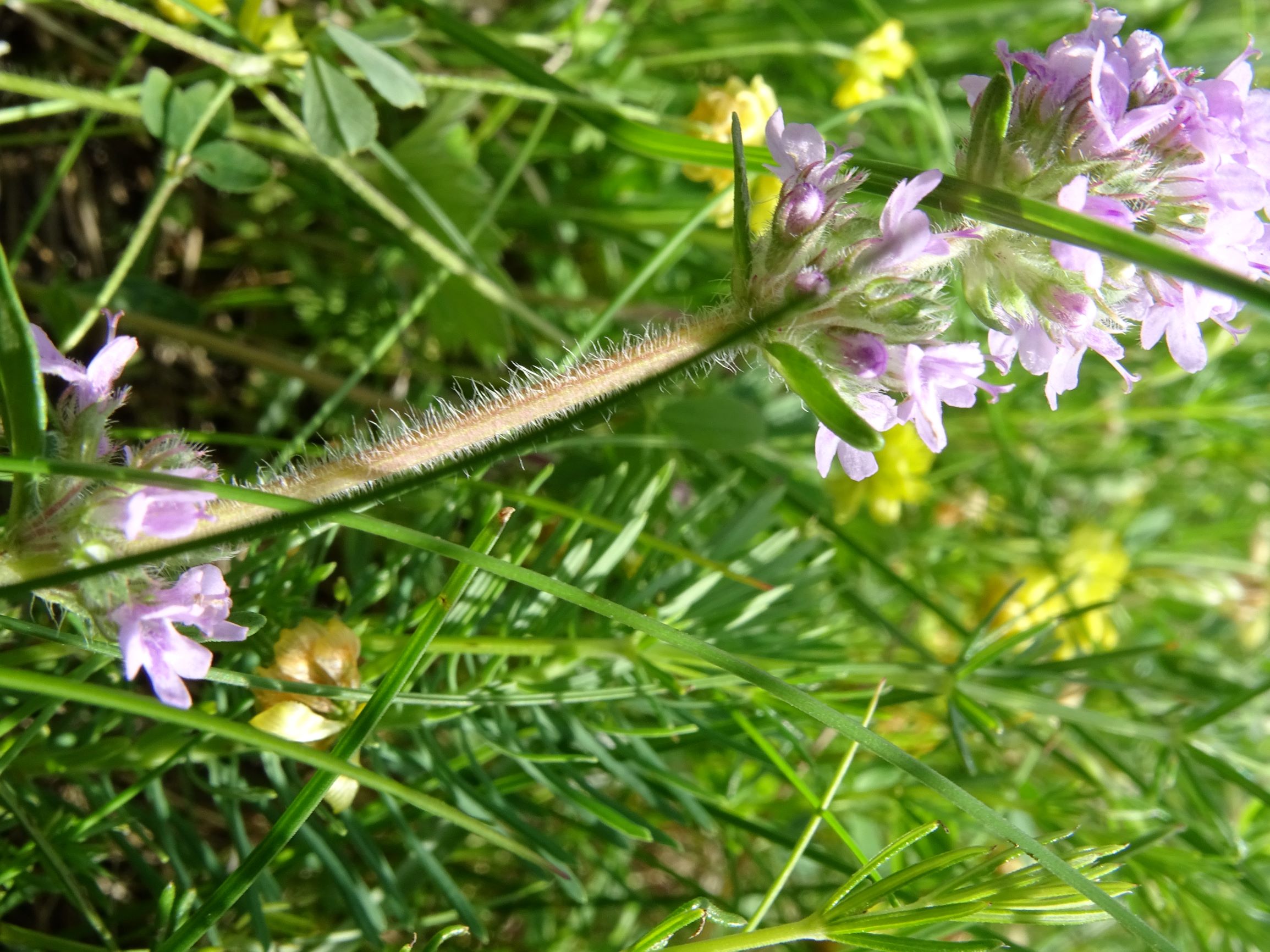 DSC09062 leithagebirge breitenbrunn, hoadl, 2021-05-29, thymus pannonicus agg. (cf. kosteleckyanus).JPG