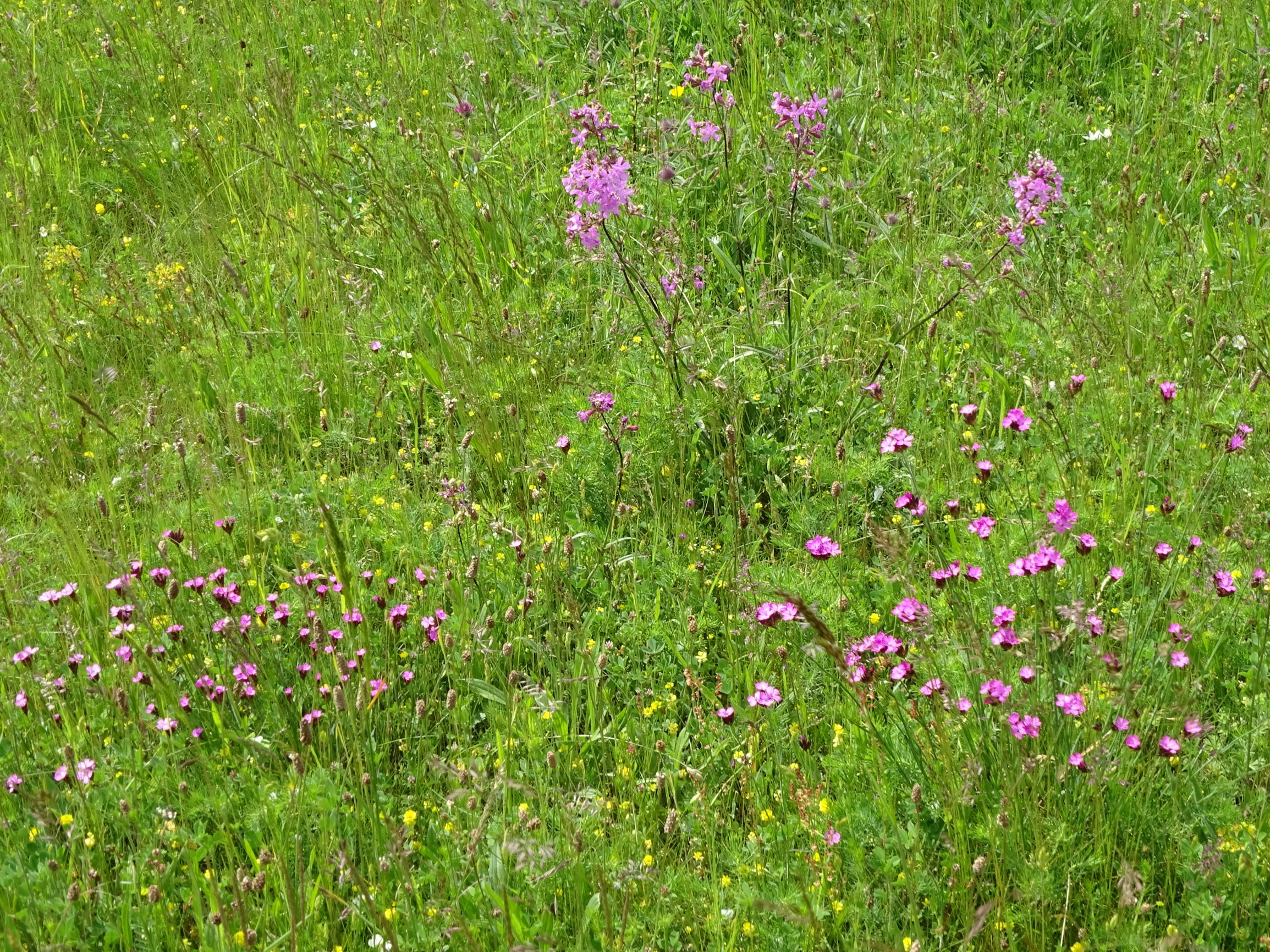 DSC09075 leithagebirge breitenbrunn, hoadl, 2021-05-29, dianthus pontederae, viscaria vulgaris etc.JPG