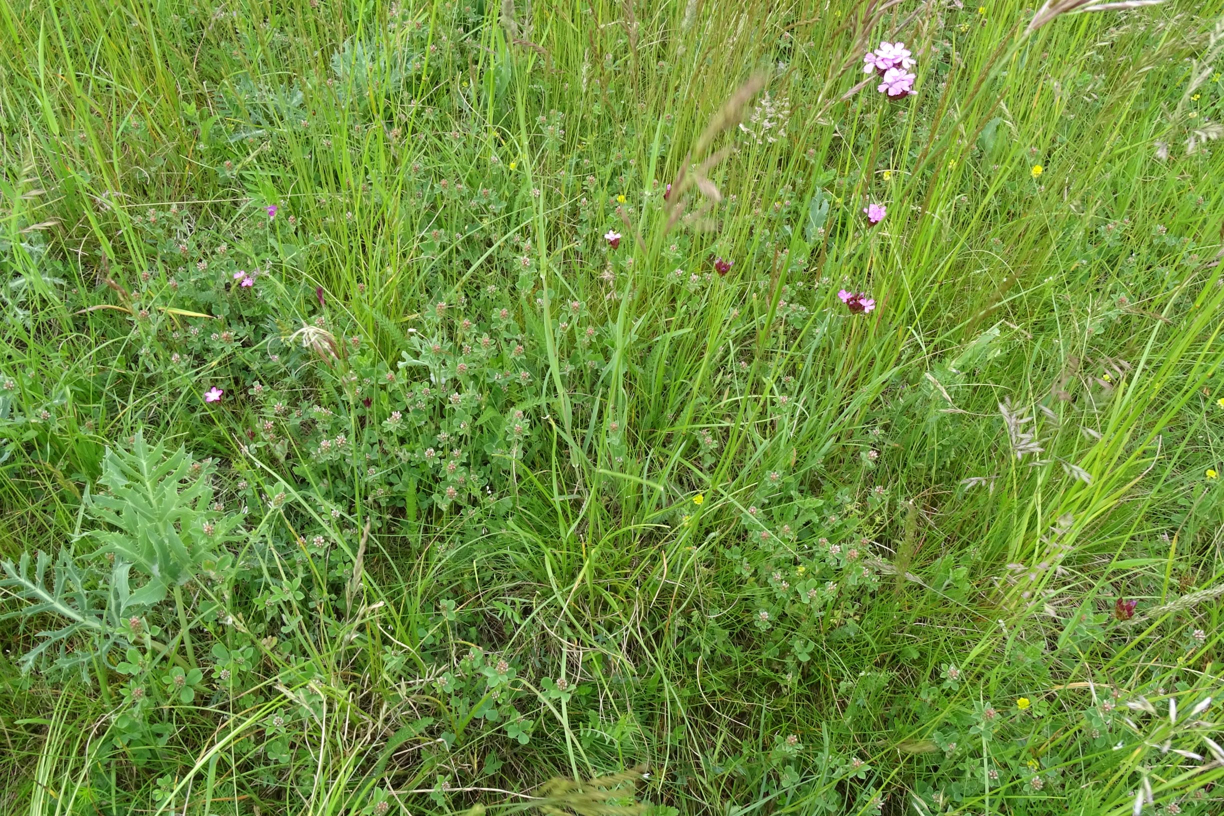 DSC09099 leithagebirge breitenbrunn, hoadl, 2021-05-29, trifolium striatum, dianthus pontederae, eryngium campestre etc.JPG
