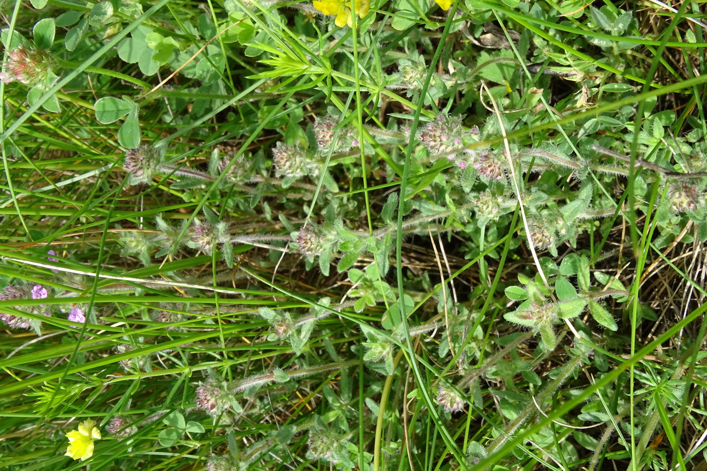 DSC09142 leithagebirge breitenbrunn, hoadl, 2021-05-29, thymus kosteleckyanus, trifolium striatum etc.JPG
