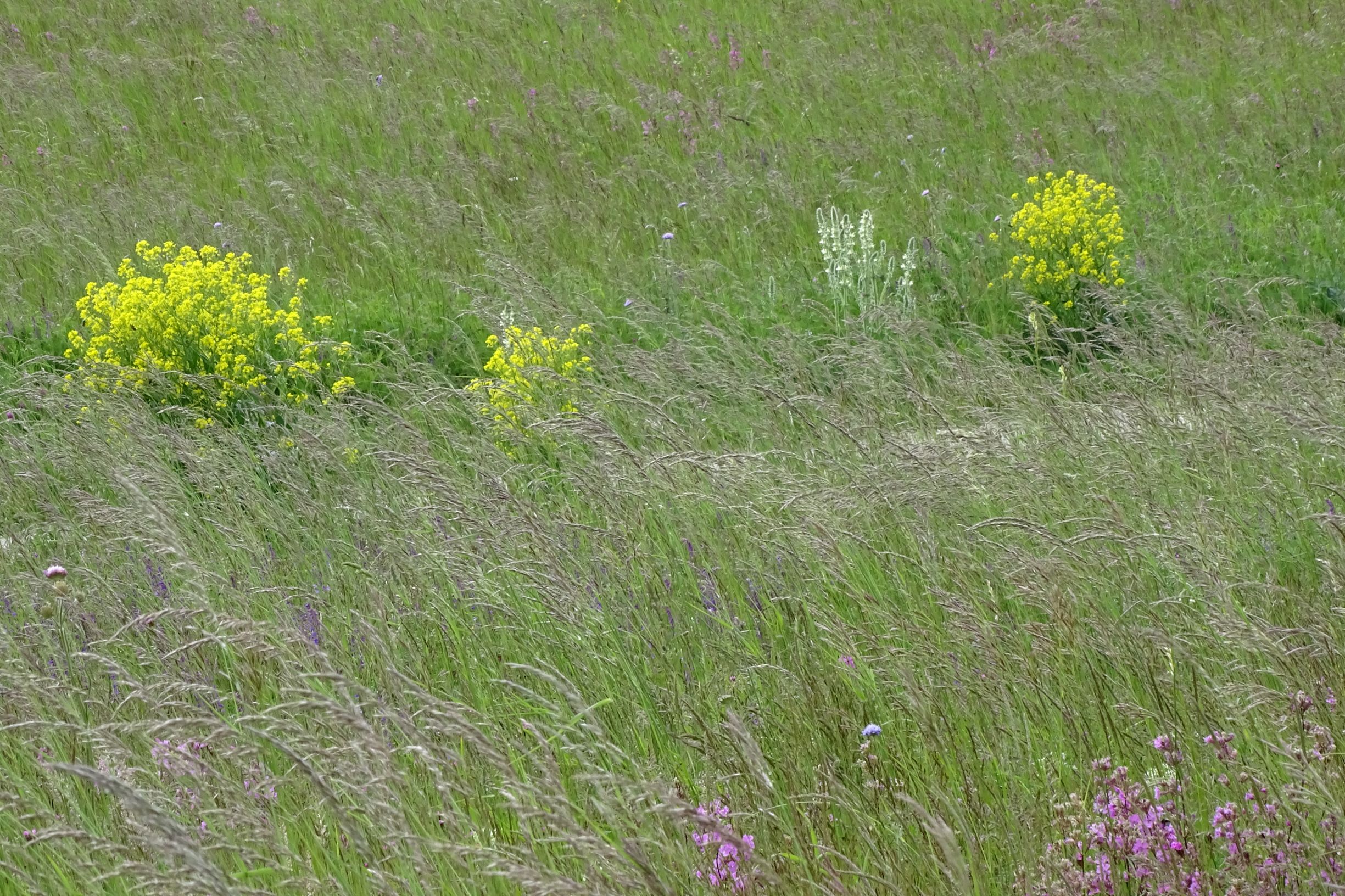 DSC09162 leithagebirge breitenbrunn, hoadl, 2021-05-29, salvia austriaca, bunias orientalis etc.JPG