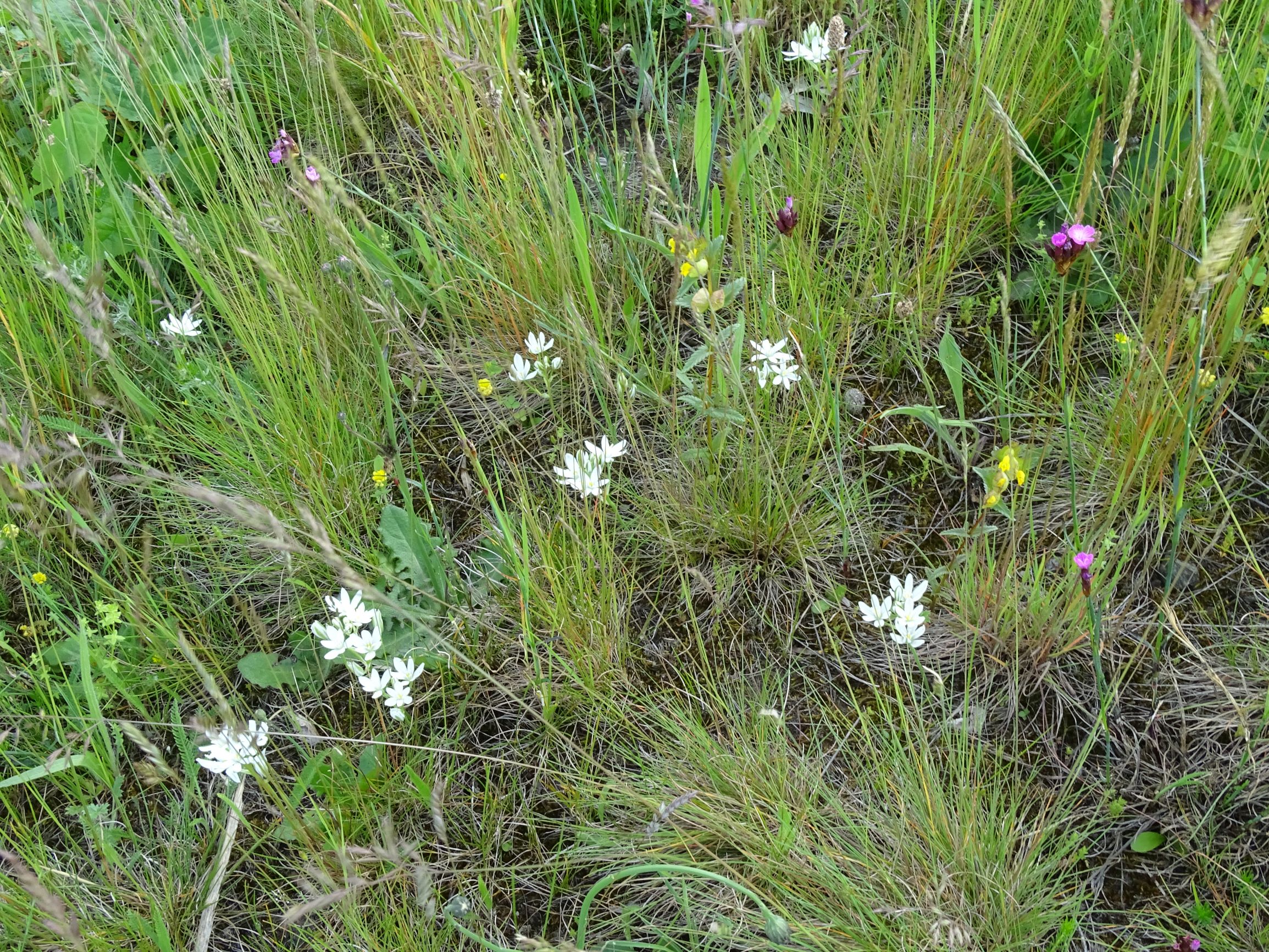 DSC09180 leithagebirge breitenbrunn, hoadl, 2021-05-29, festuca cf. rupicola, ornithogalum pannonicum, hypochaeris radicata, cruciata pedemontana etc.JPG