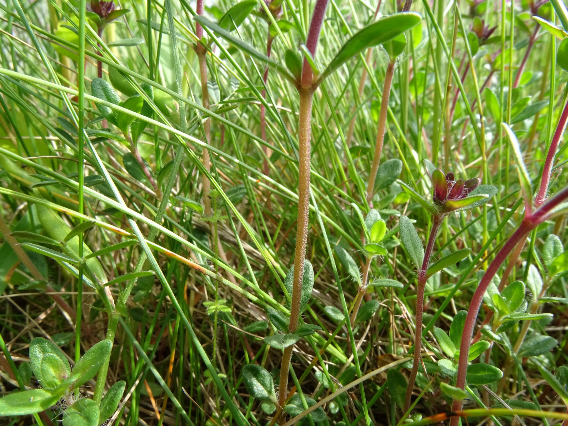 DSC09192 leithagebirge breitenbrunn, hoadl, 2021-05-29, thymus praecox etc.JPG