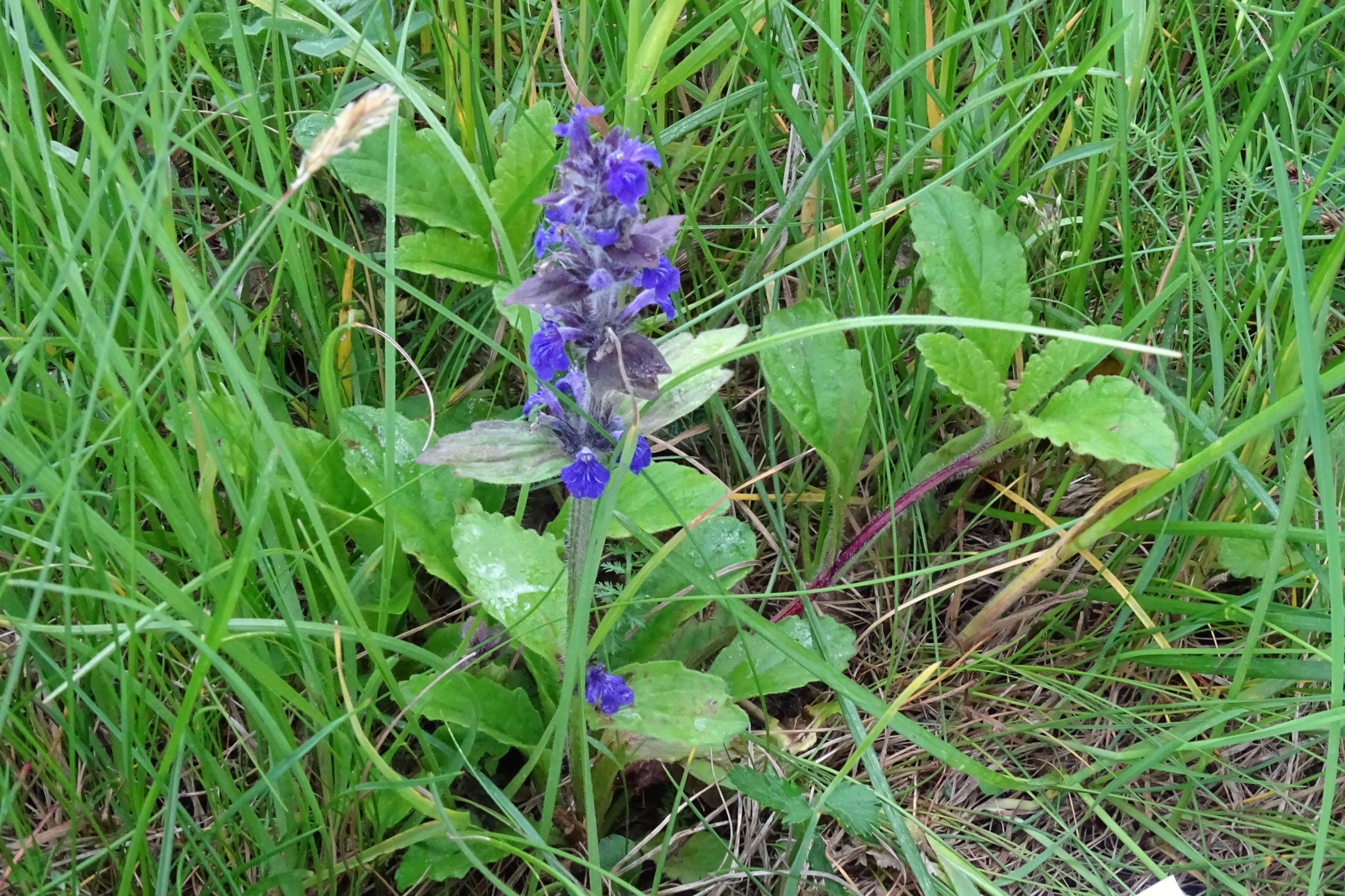 DSC09245 leithagebirge breitenbrunn, hoadl, 2021-05-29, ajuga cf. genevensis x reptans.JPG