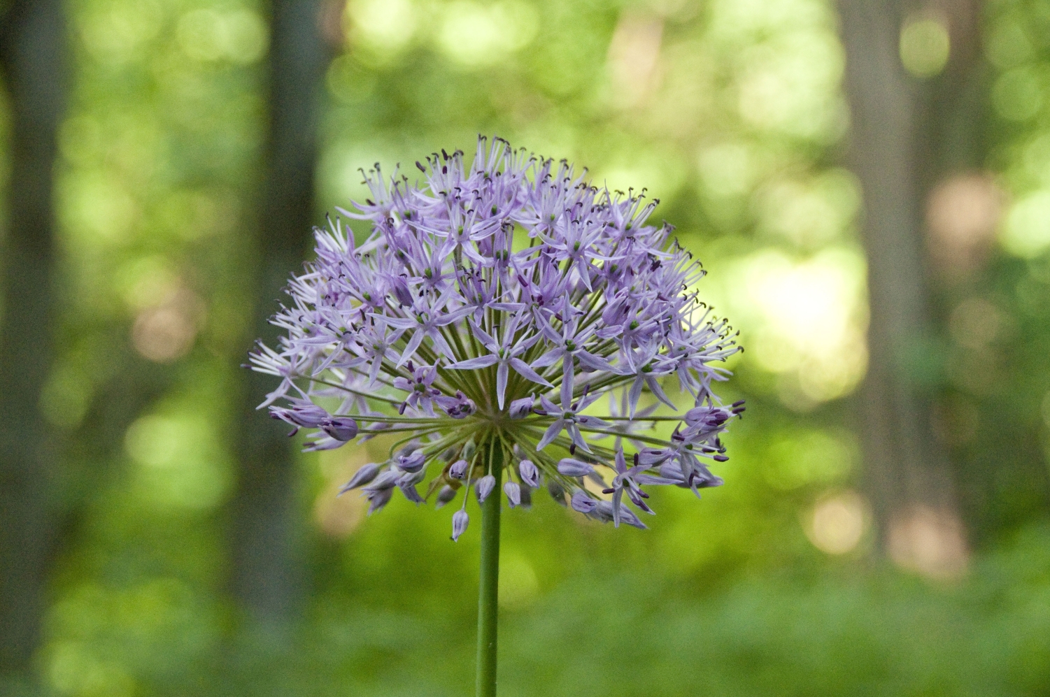 _DSC9493_bearbeitet Allium christophii.jpg