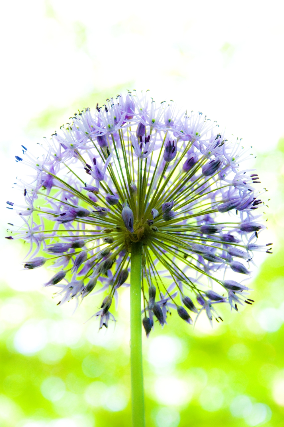 _DSC9487_bearbeitet Allium christophii.jpg