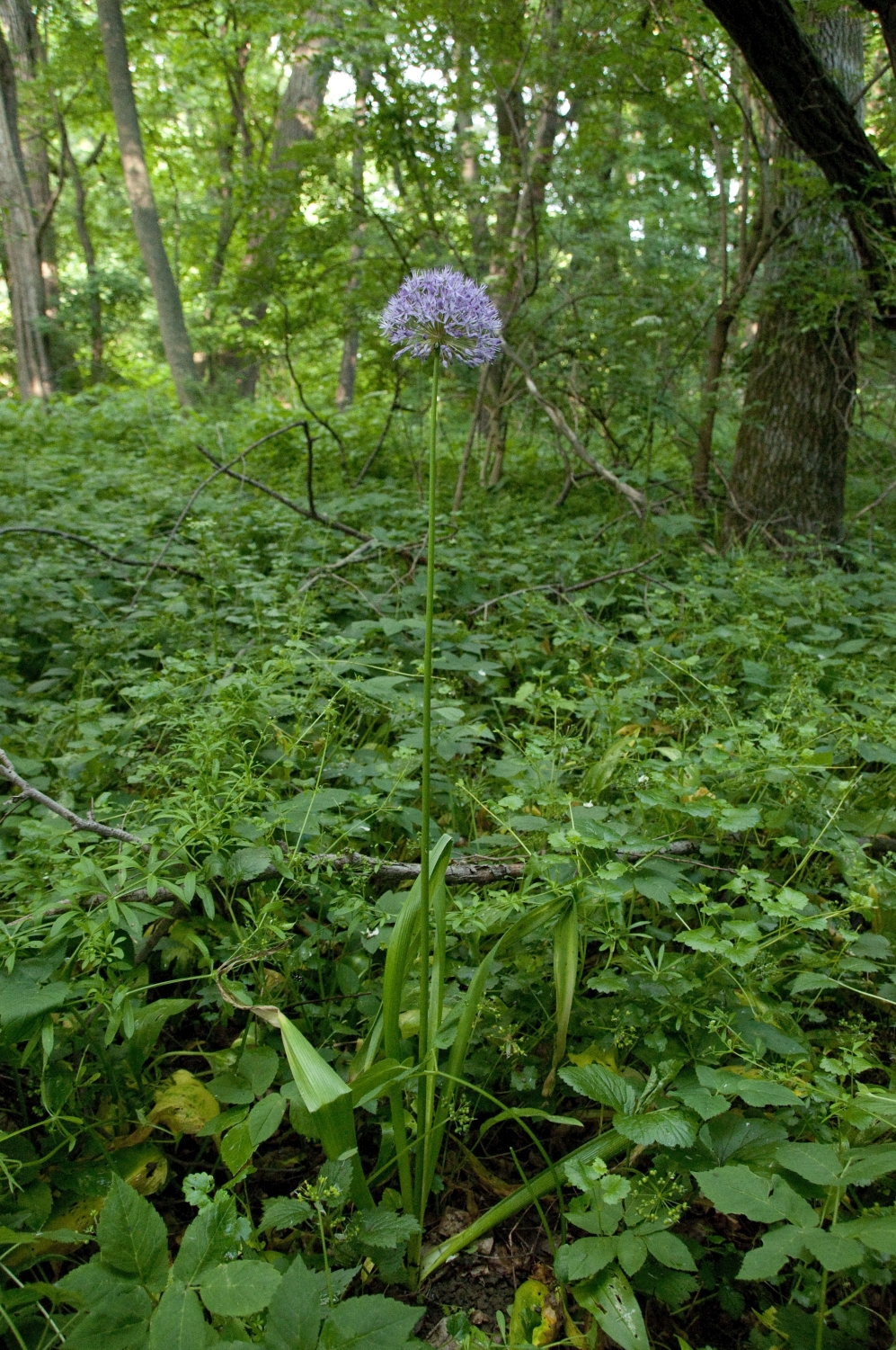 _DSC9485_bearbeitet Allium christophii.jpg