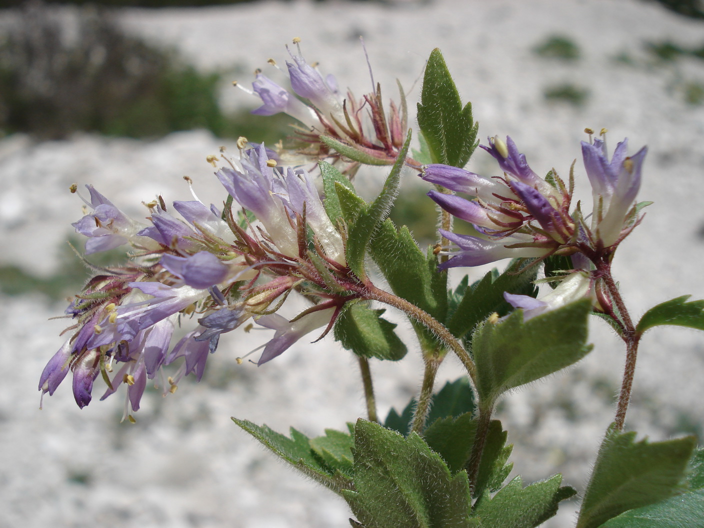 Paederota.bonarota x lutea.I-Friaul.Dol. Forc.Scodavaca.JPG