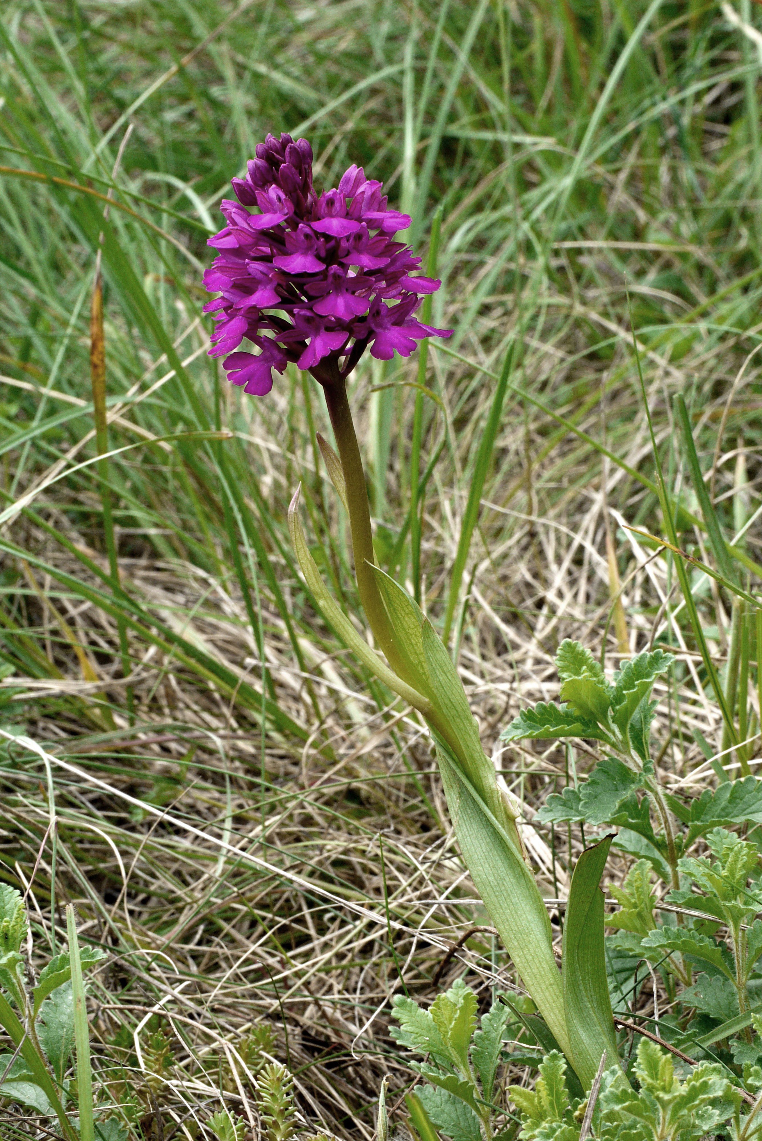 Ana.morio x pyramidalis.Lobau.19.Mai 2010.KS.jpg