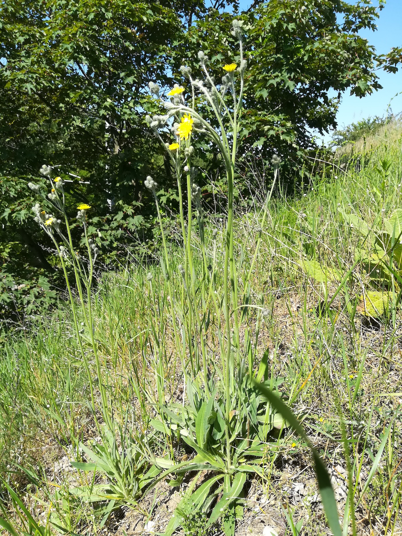 hieracium sp. W fischamend_20210603_102734.jpg