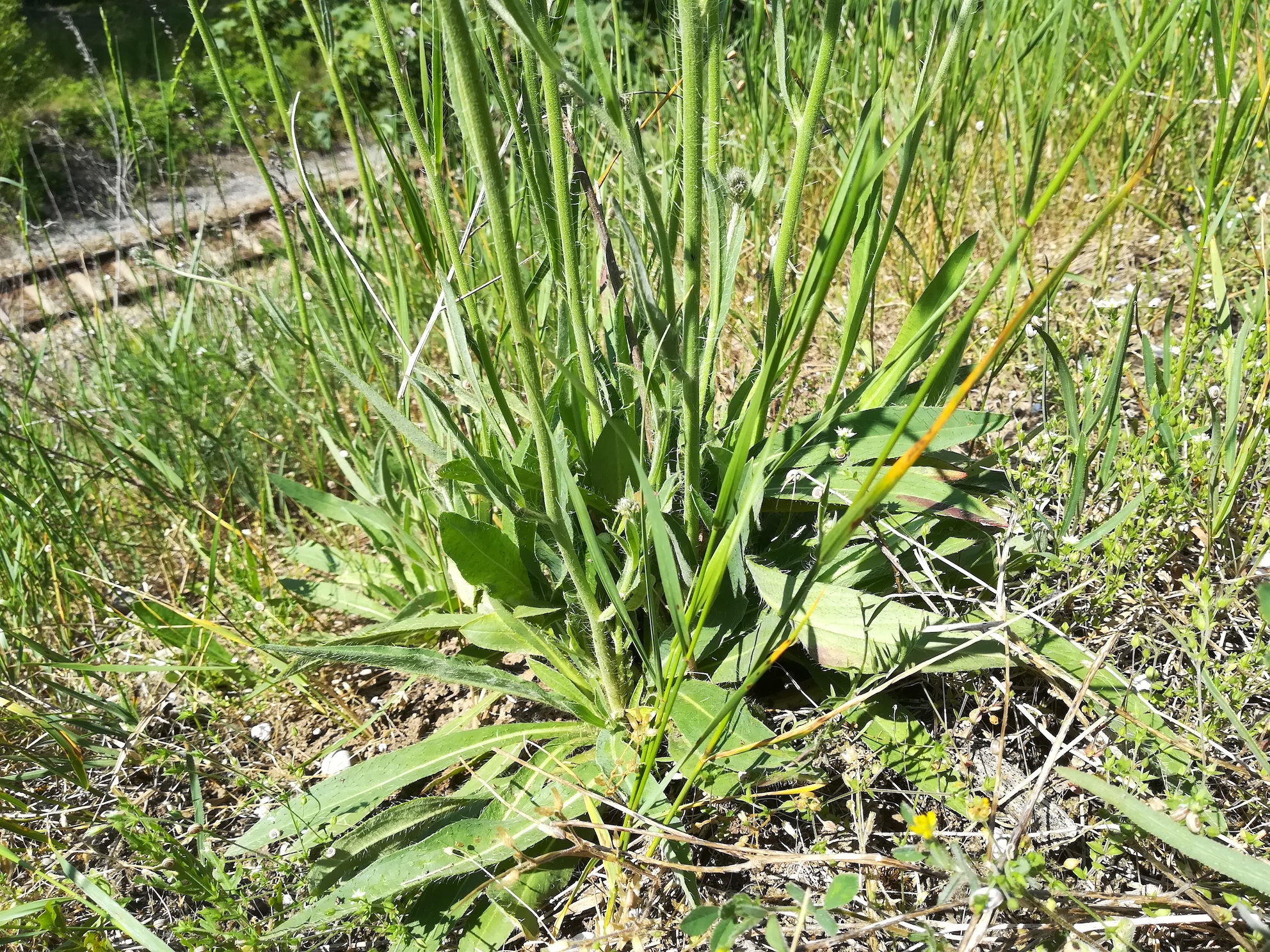 hieracium sp. W fischamend_20210603_102757.jpg